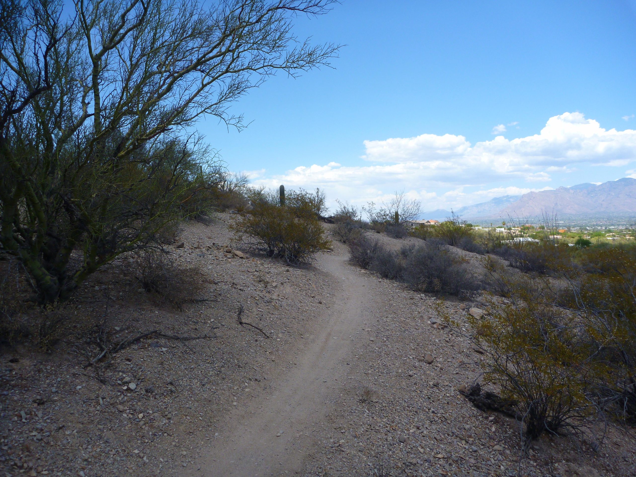 A winding dirt trail leads through a hilly desert landscape, bordered by sparse vegetation and shrubs. In the background, a view of distant mountains under a partly cloudy sky is visible, with hints of a nearby urban area on the horizon. Sweetwater Preserve mountain bike trail.