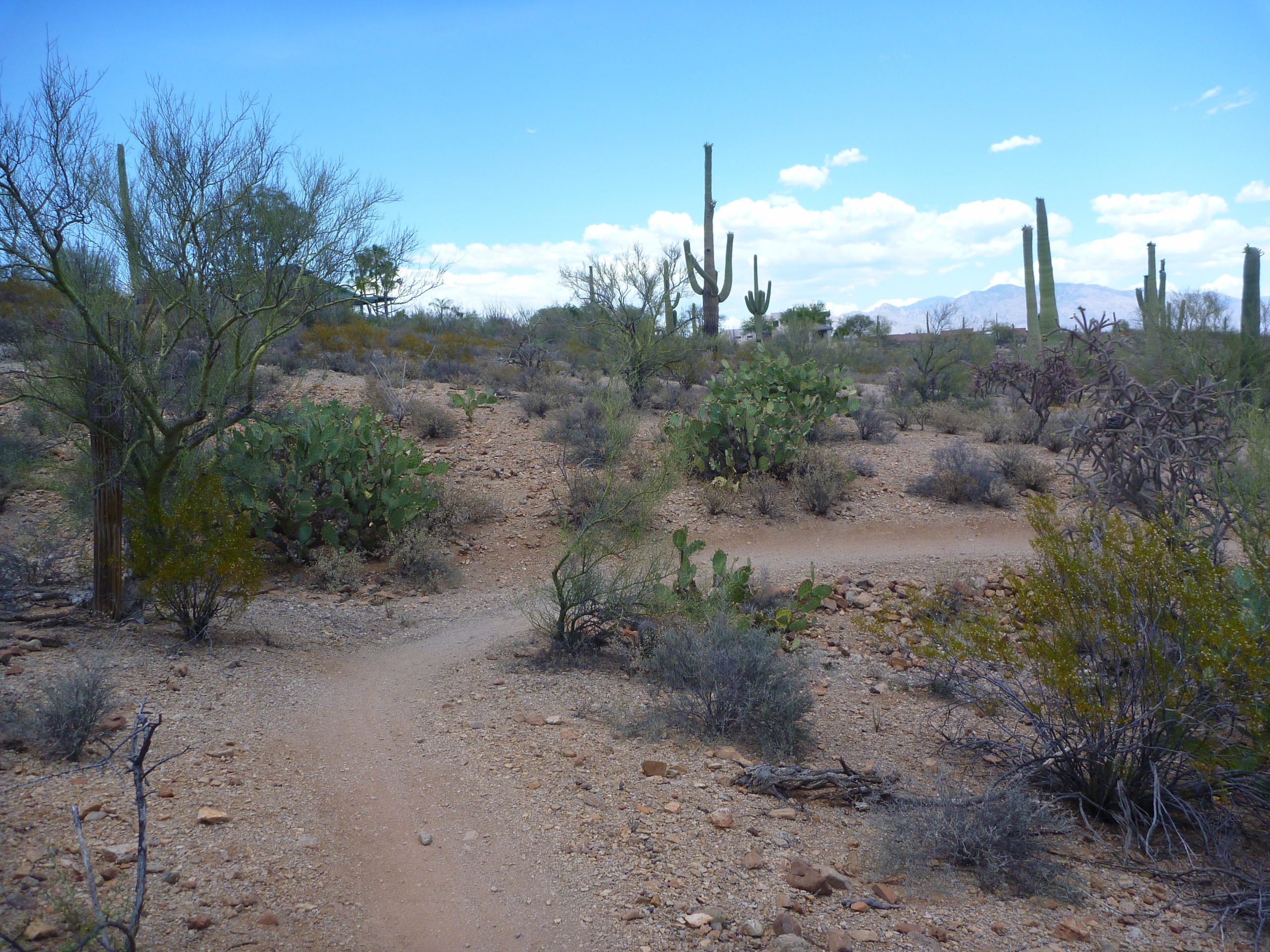 A winding dirt path through a desert landscape, surrounded by various types of cacti and sparse vegetation, with a backdrop of distant mountains under a partly cloudy blue sky. Sweetwater Preserve mountain bike trail.