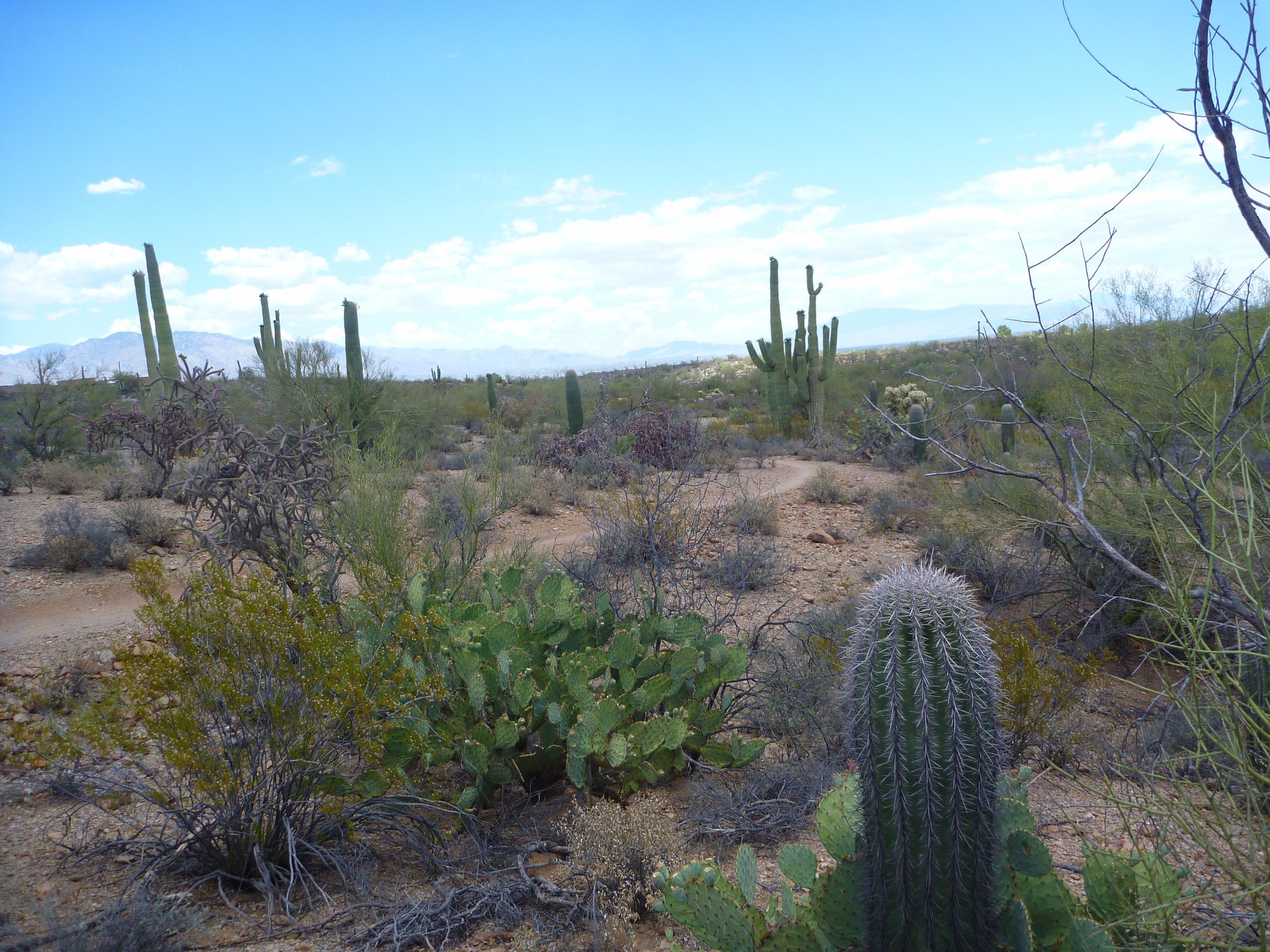 Desert landscape featuring various cacti, including tall saguaro cacti and a prickly pear cactus, with a clear blue sky and distant mountains visible in the background. Sweetwater Preserve mountain bike trail.