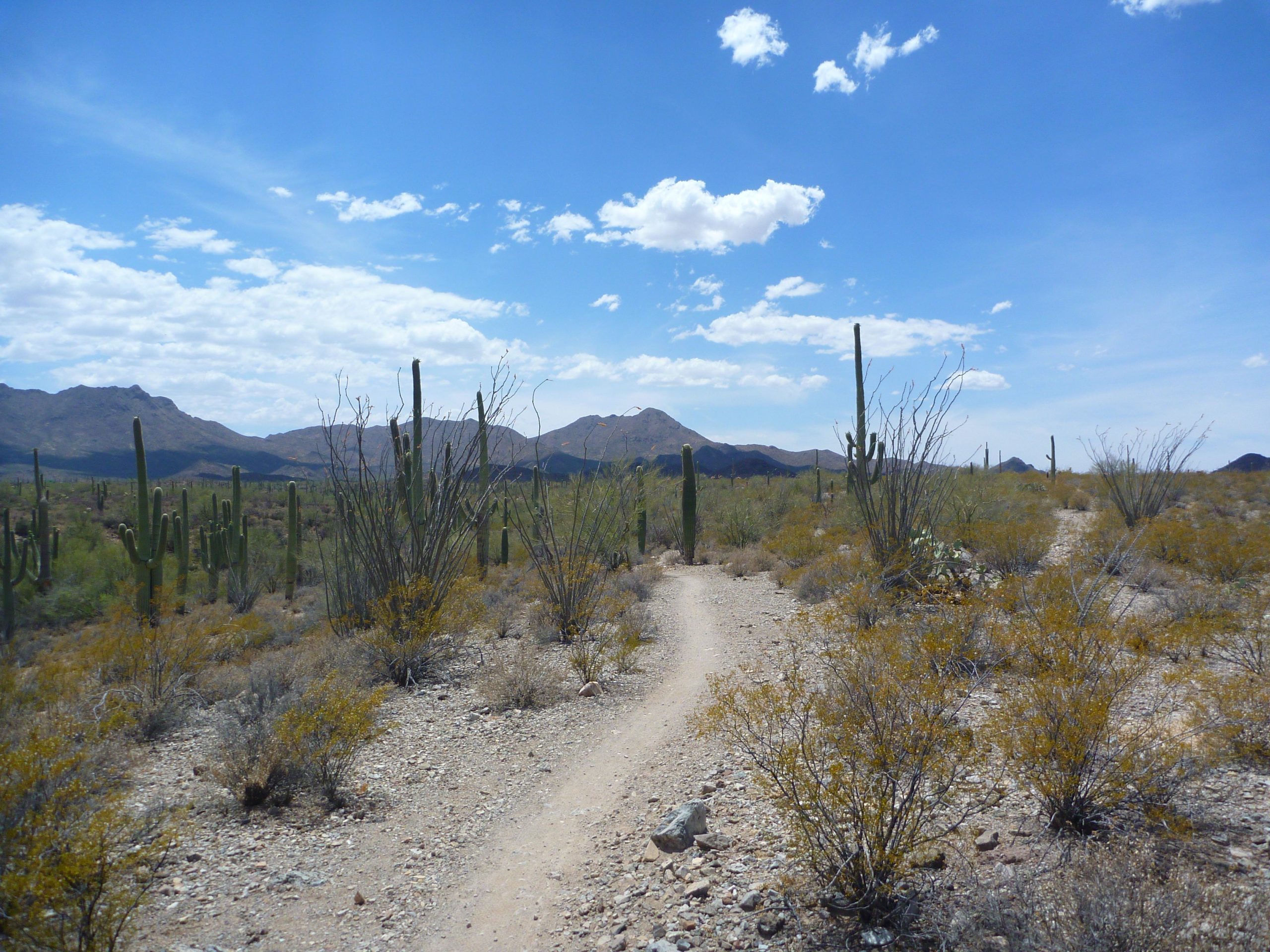 A desert landscape featuring a winding dirt path surrounded by various cacti and dry shrubs, with mountains and a blue sky dotted with clouds in the background. Sweetwater Preserve mountain bike trail.