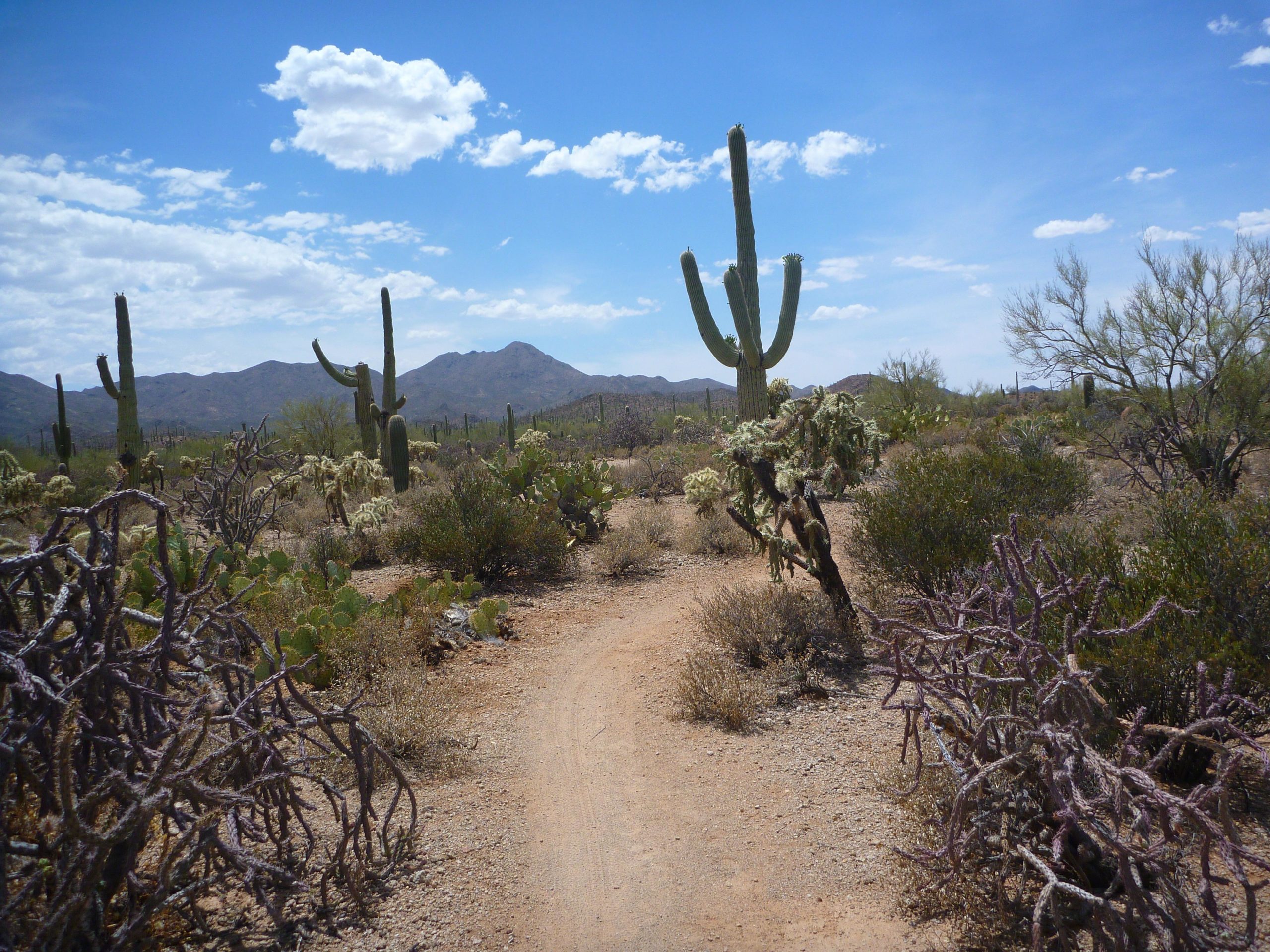 A winding dirt path through a desert landscape featuring tall cacti, including a large saguaro, surrounded by various desert shrubs and flora under a bright blue sky with scattered clouds. In the background, rolling mountains can be seen. Sweetwater Preserve mountain bike trail.