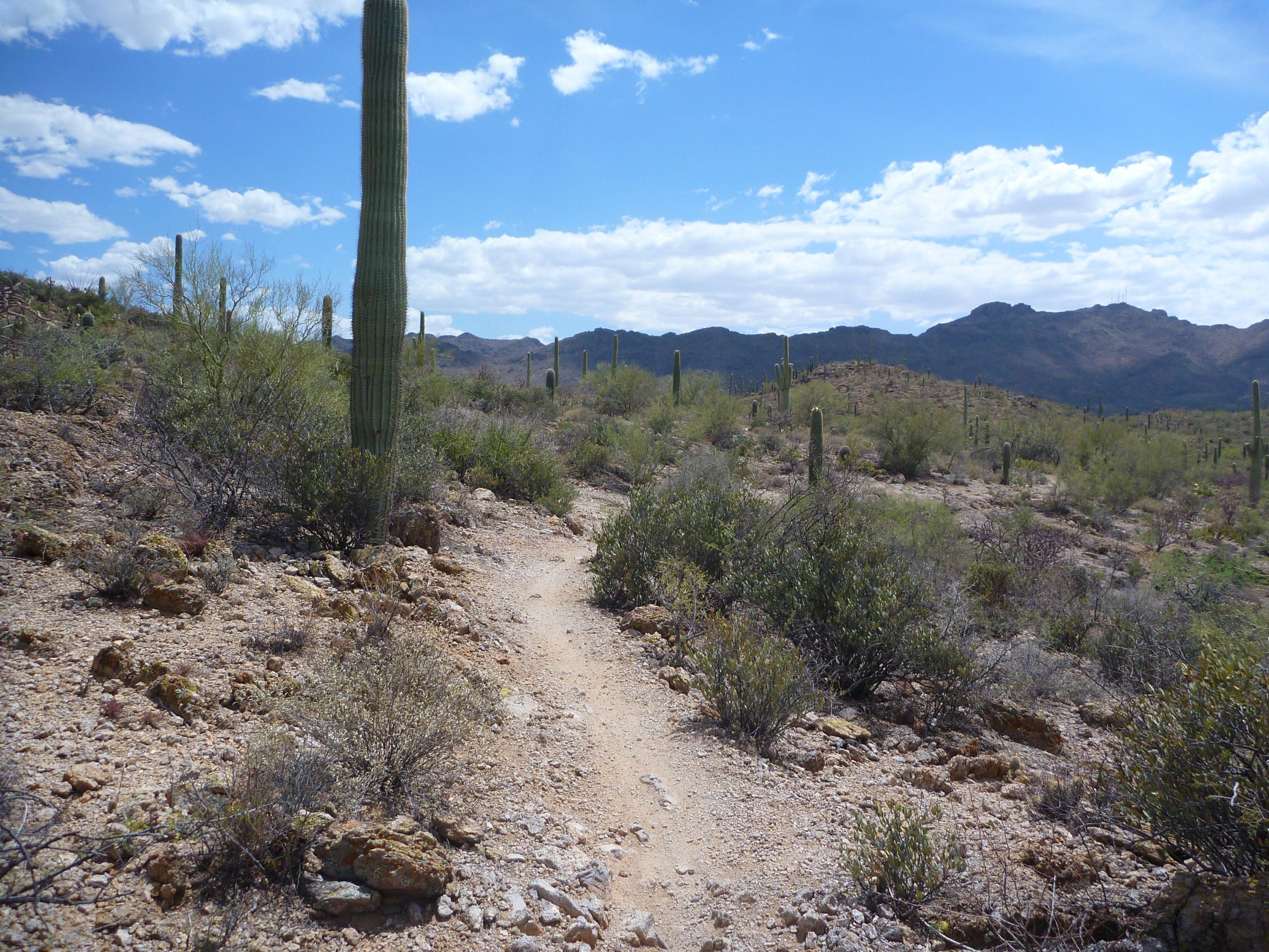 A scenic desert landscape featuring a sandy trail winding through cacti and desert shrubs, with mountains and a partly cloudy sky in the background. Sweetwater Preserve mountain bike trail.