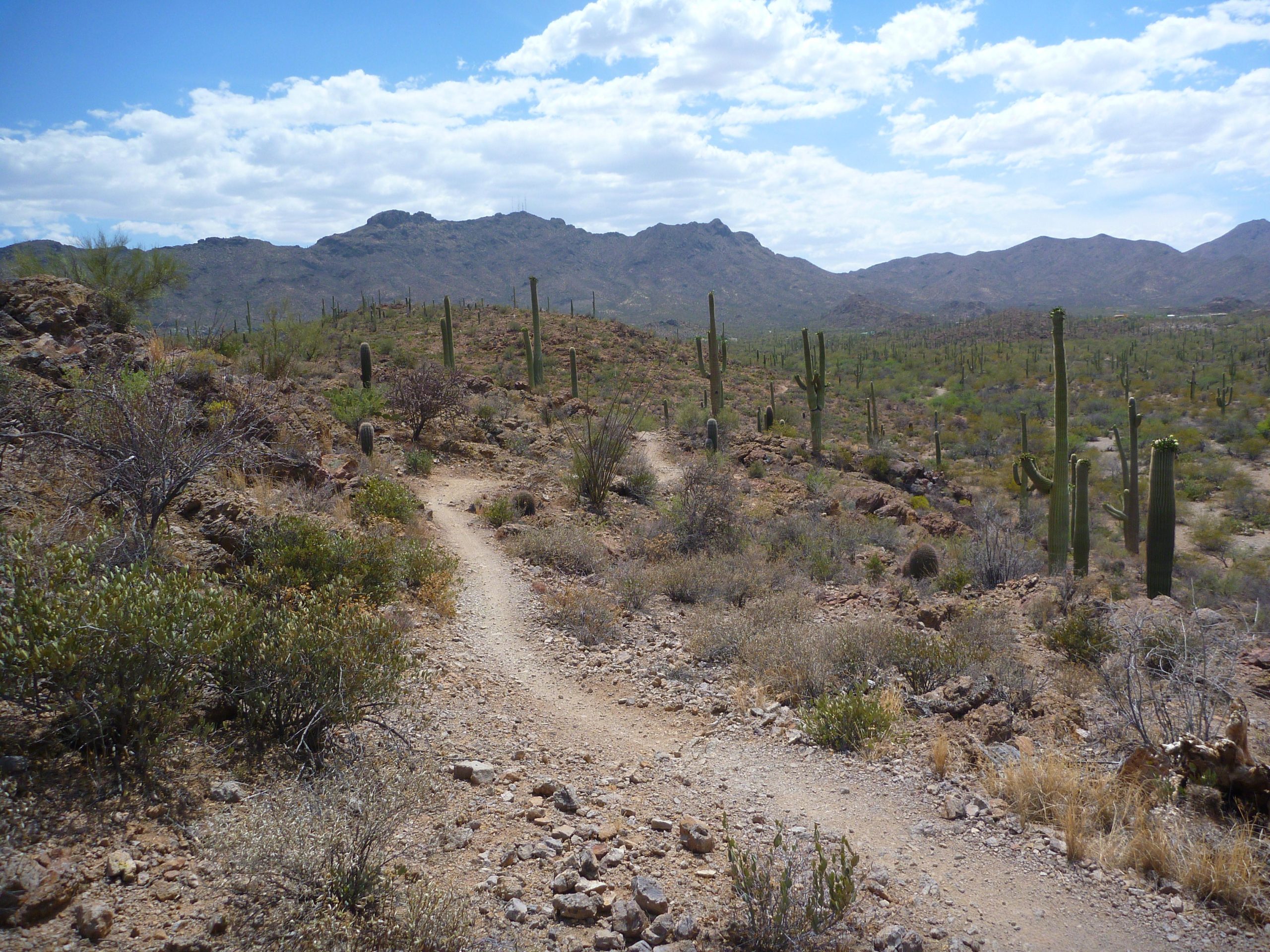 A winding dirt path leads through a desert landscape featuring sparse vegetation and tall cacti, with rugged mountains in the background under a partly cloudy sky. Sweetwater Preserve mountain bike trail.