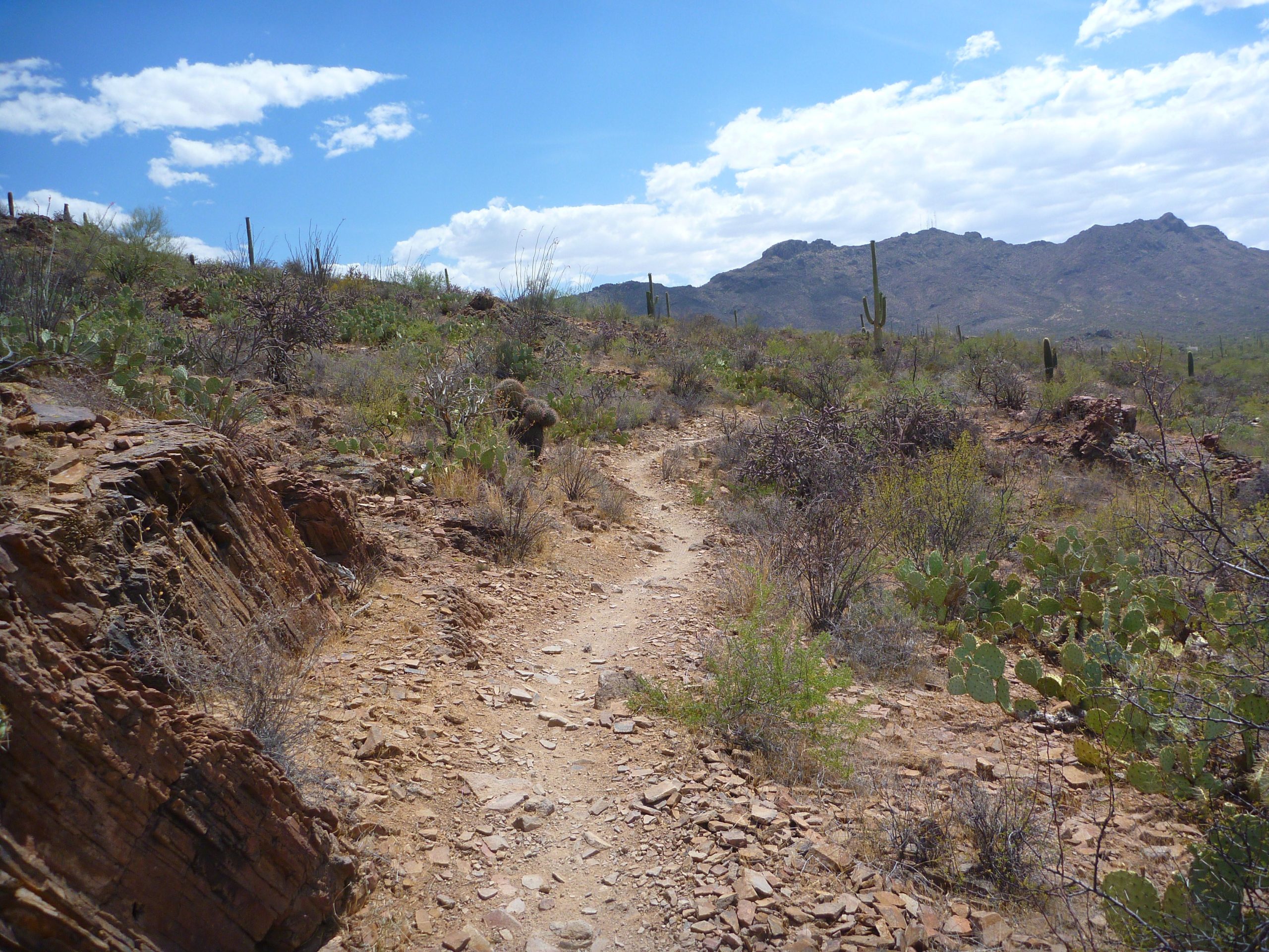 A winding dirt trail leads through a desert landscape, surrounded by rocky terrain and various desert plants. In the background, there are distant mountains under a bright blue sky with scattered clouds. Cacti and shrubs are visible along the pathway, illustrating the arid environment. Sweetwater Preserve mountain bike trail.