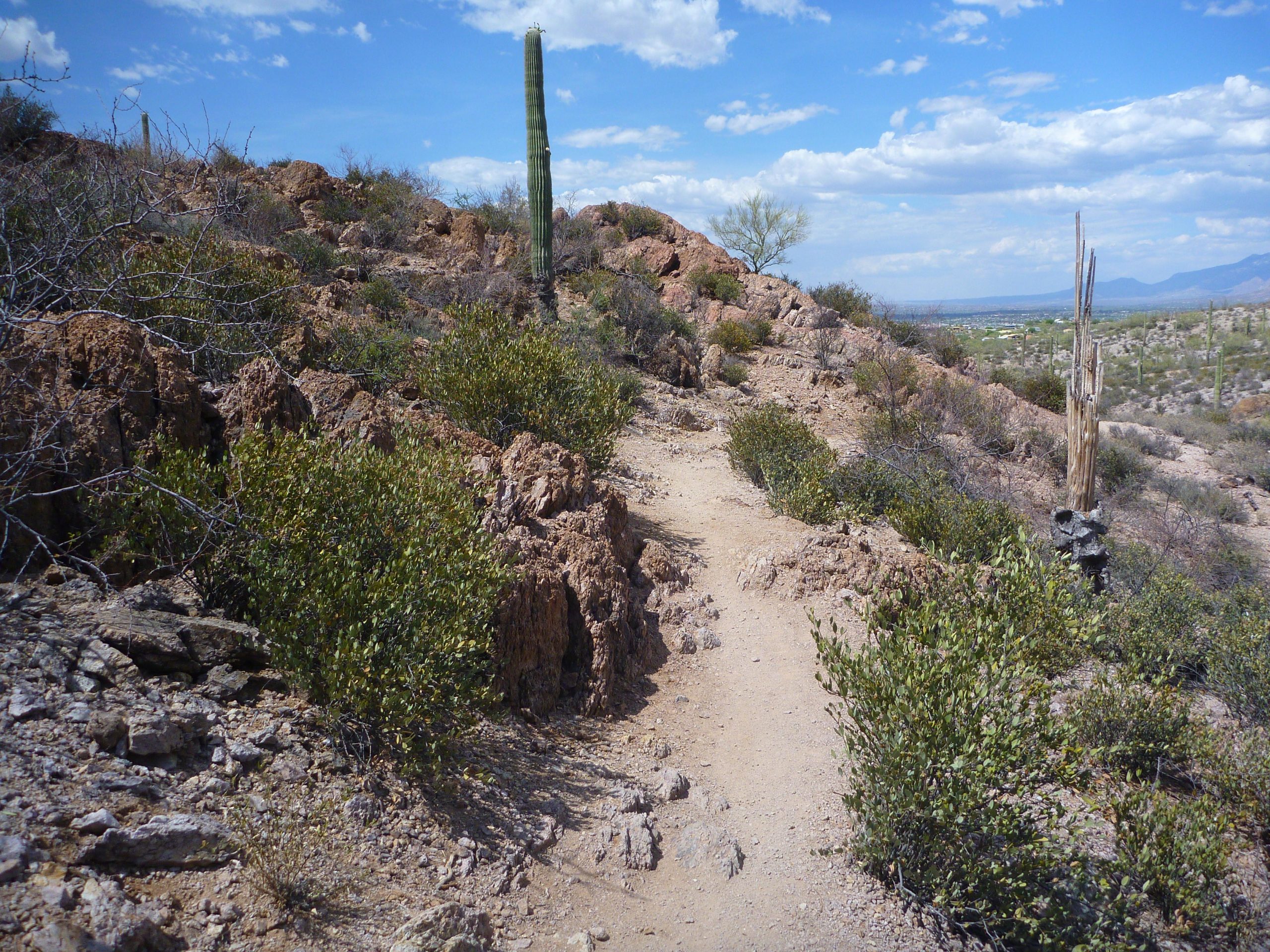 A narrow dirt path winding through rocky terrain, surrounded by desert vegetation including shrubs and cacti, under a partly cloudy blue sky. Sweetwater Preserve mountain bike trail.