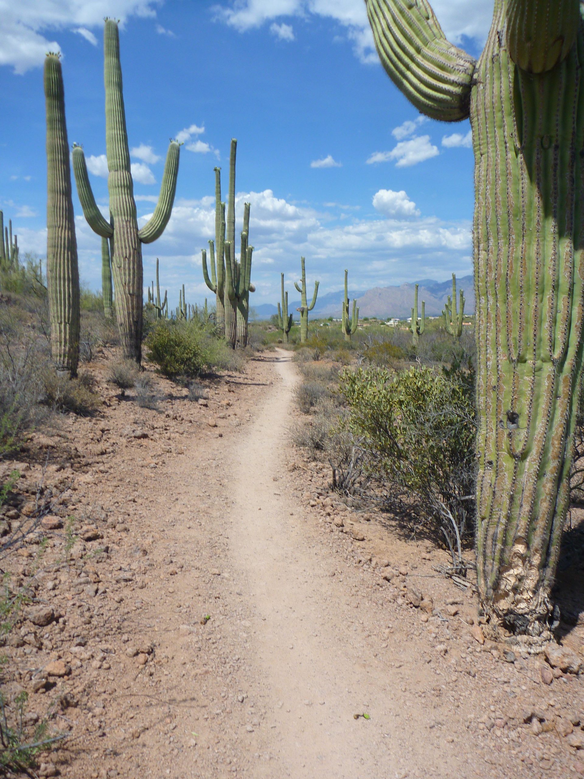 A dirt path winds through a desert landscape lined with tall saguaro cacti, under a bright blue sky dotted with fluffy white clouds. The terrain is rocky and arid, with sparse vegetation surrounding the trail. Sweetwater Preserve mountain bike trail.