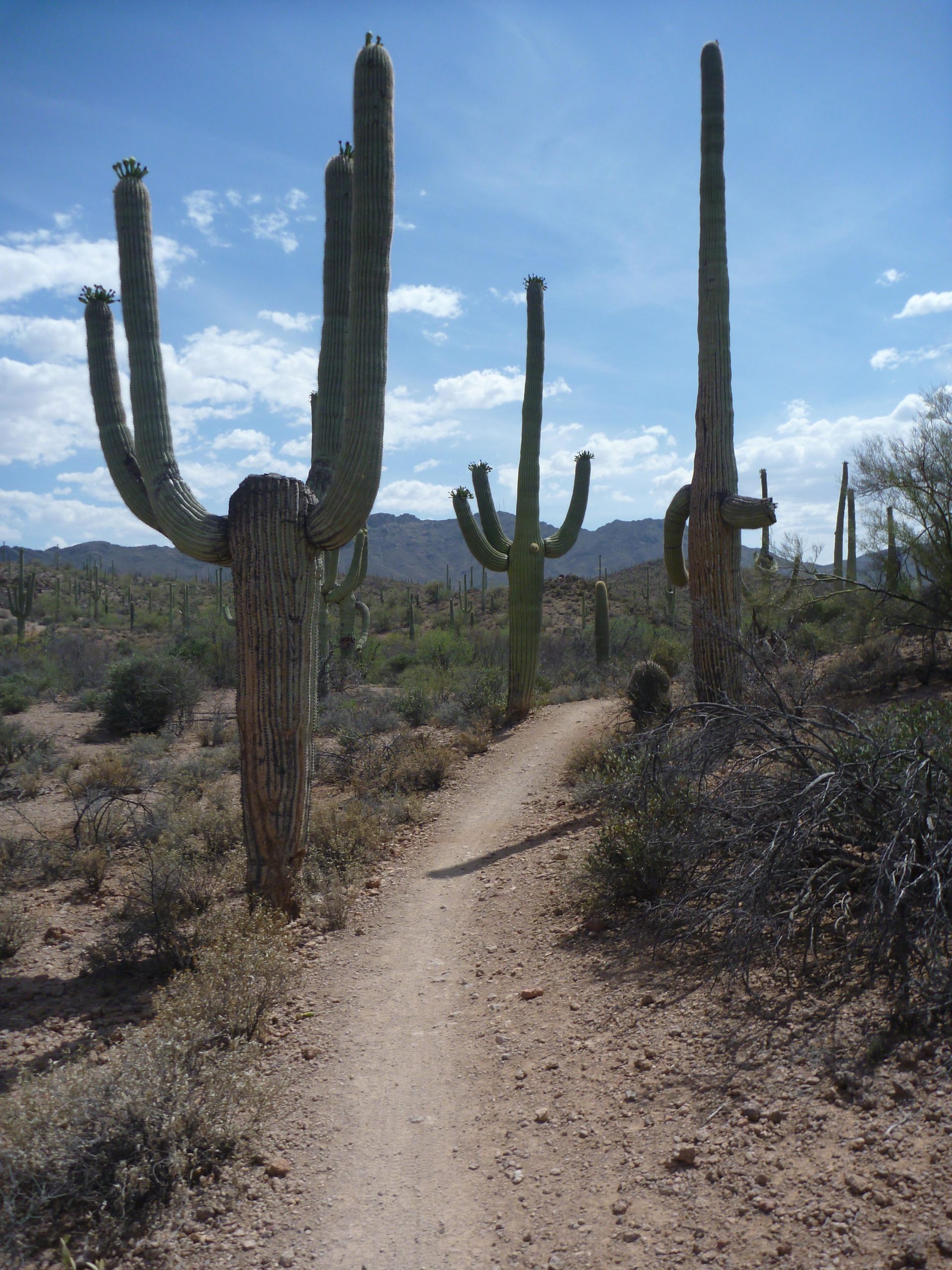 A desert landscape featuring tall saguaro cacti along a winding dirt path, with a clear blue sky and scattered clouds above. The scene showcases the natural beauty of the desert, with various shrubs and plants surrounding the cacti. Sweetwater Preserve mountain bike trail.