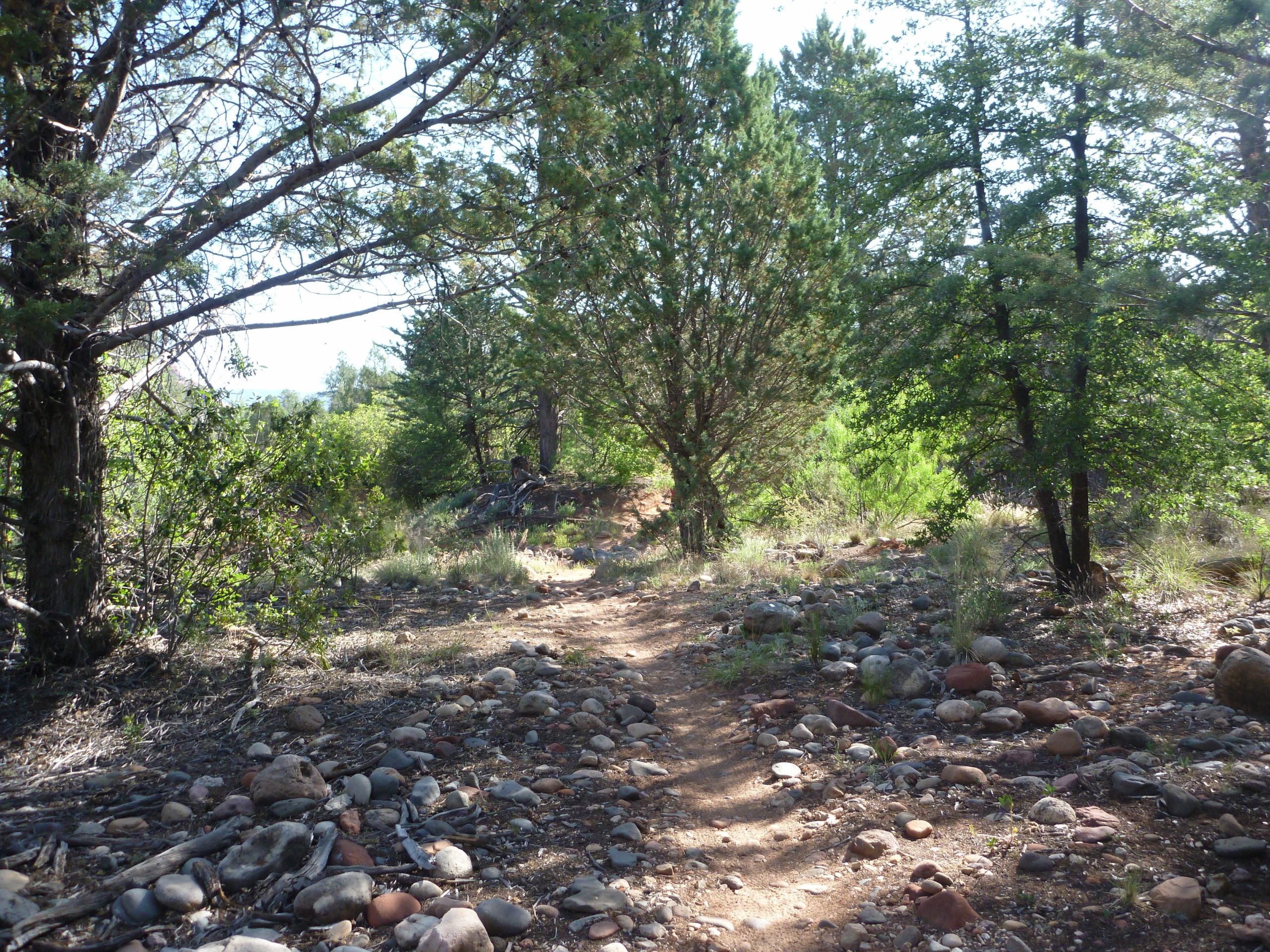 A natural pathway winding through a wooded area, surrounded by various trees and shrubs. The trail is lined with rocks and pebbles, leading into a lush green landscape under bright sunlight. Upper Dry Creek Area Trails mountain bike trail.