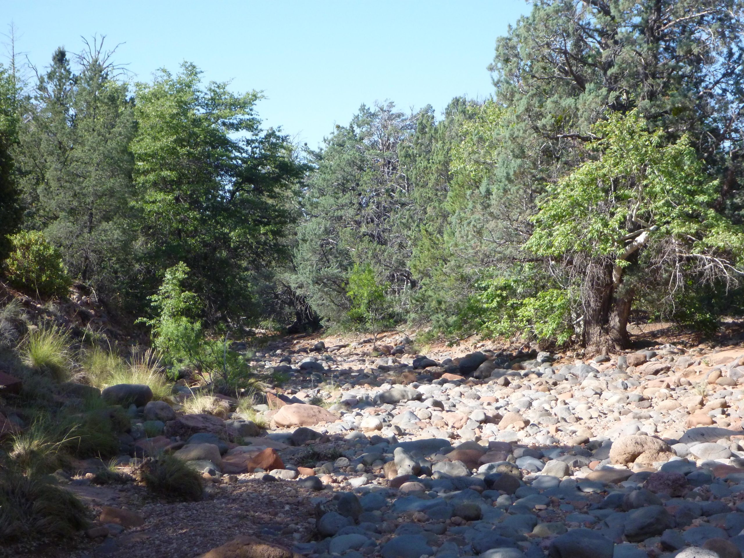 A dry riverbed lined with smooth rocks, surrounded by a lush forest of varying green trees under a clear blue sky. Upper Dry Creek Area Trails mountain bike trail.