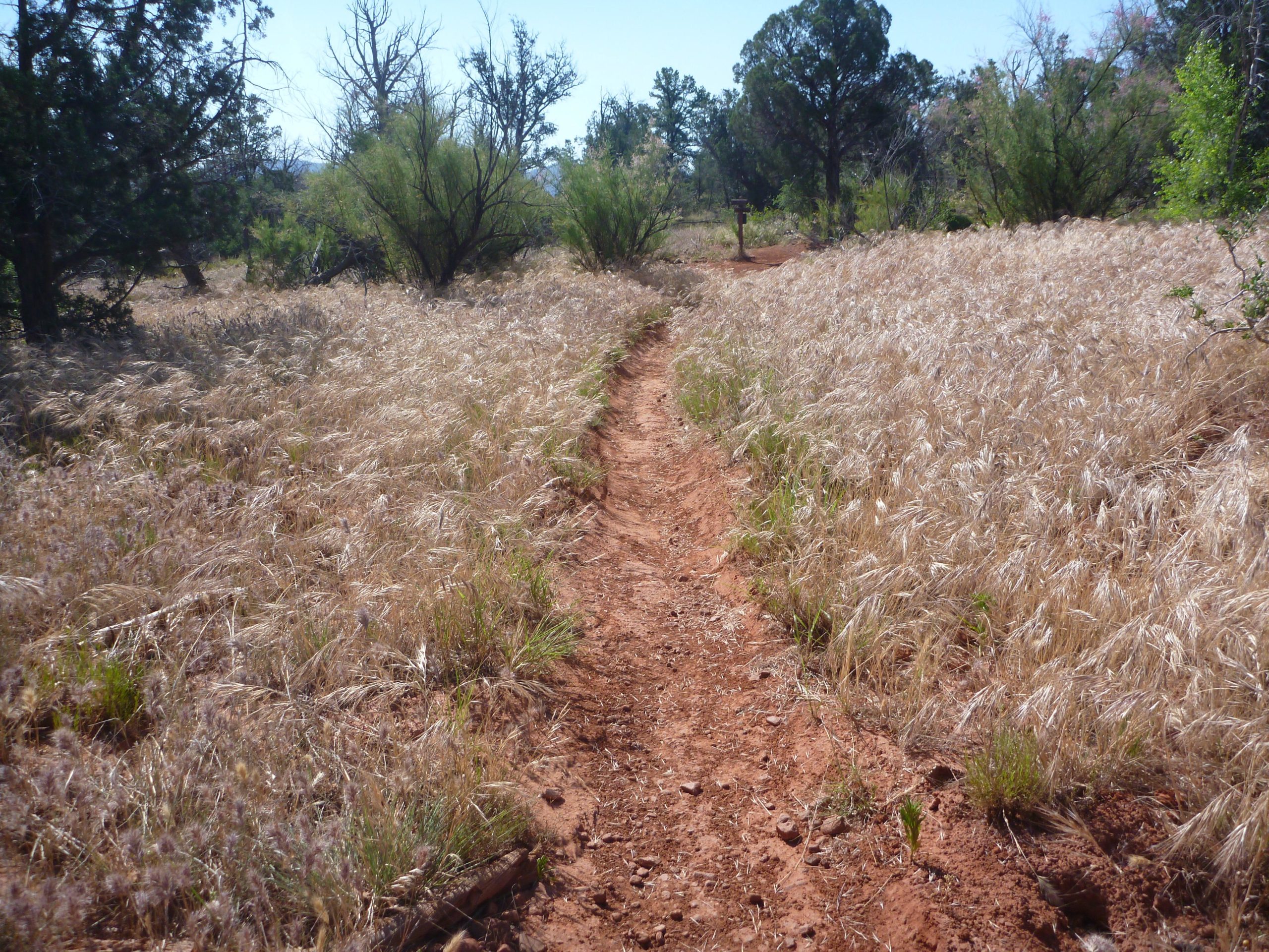A narrow dirt path winding through a field of tall, golden grasses, bordered by sparse shrubs and trees under a clear blue sky. The terrain is dry and sunlit, suggesting a warm, natural setting. Upper Dry Creek Area Trails mountain bike trail.