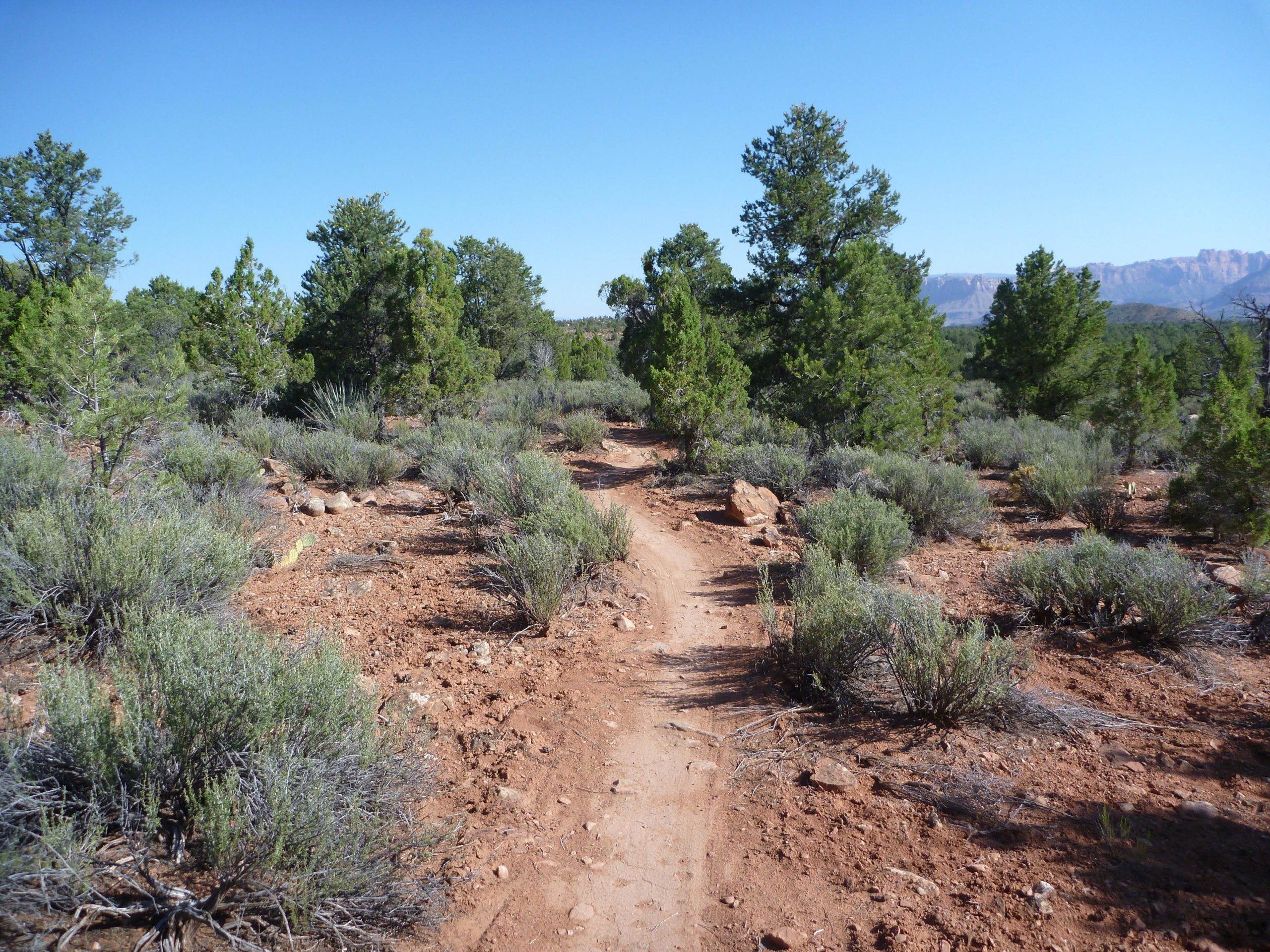 A dirt trail winding through a landscape of shrubs and trees under a clear blue sky. The path is bordered by patches of dry soil and small stones, with distant mountains visible in the background. Wire Mesa Loop mountain bike trail.