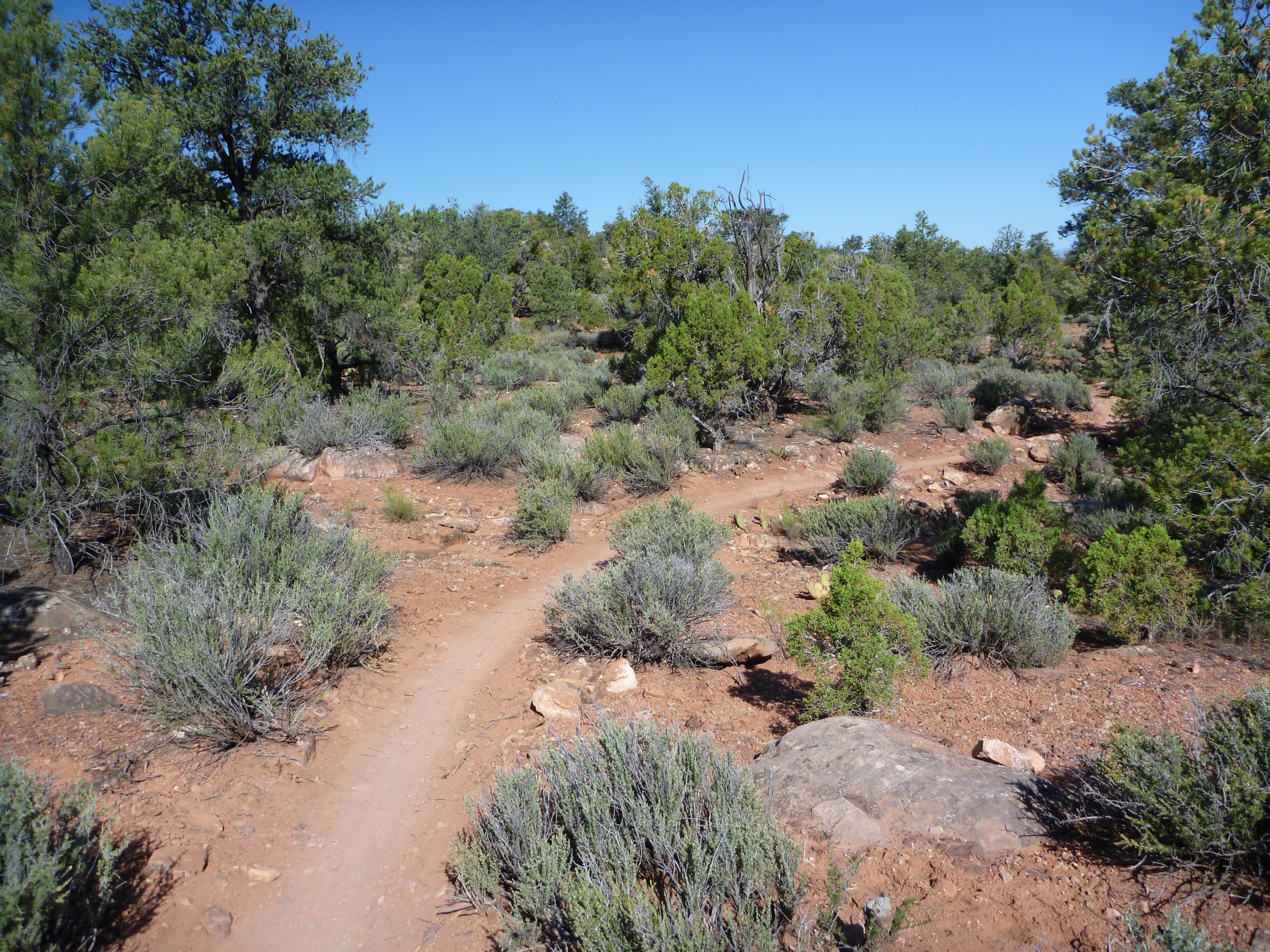 A narrow dirt trail winding through a rocky landscape, surrounded by brush and sparse vegetation under a clear blue sky. Wire Mesa Loop mountain bike trail.