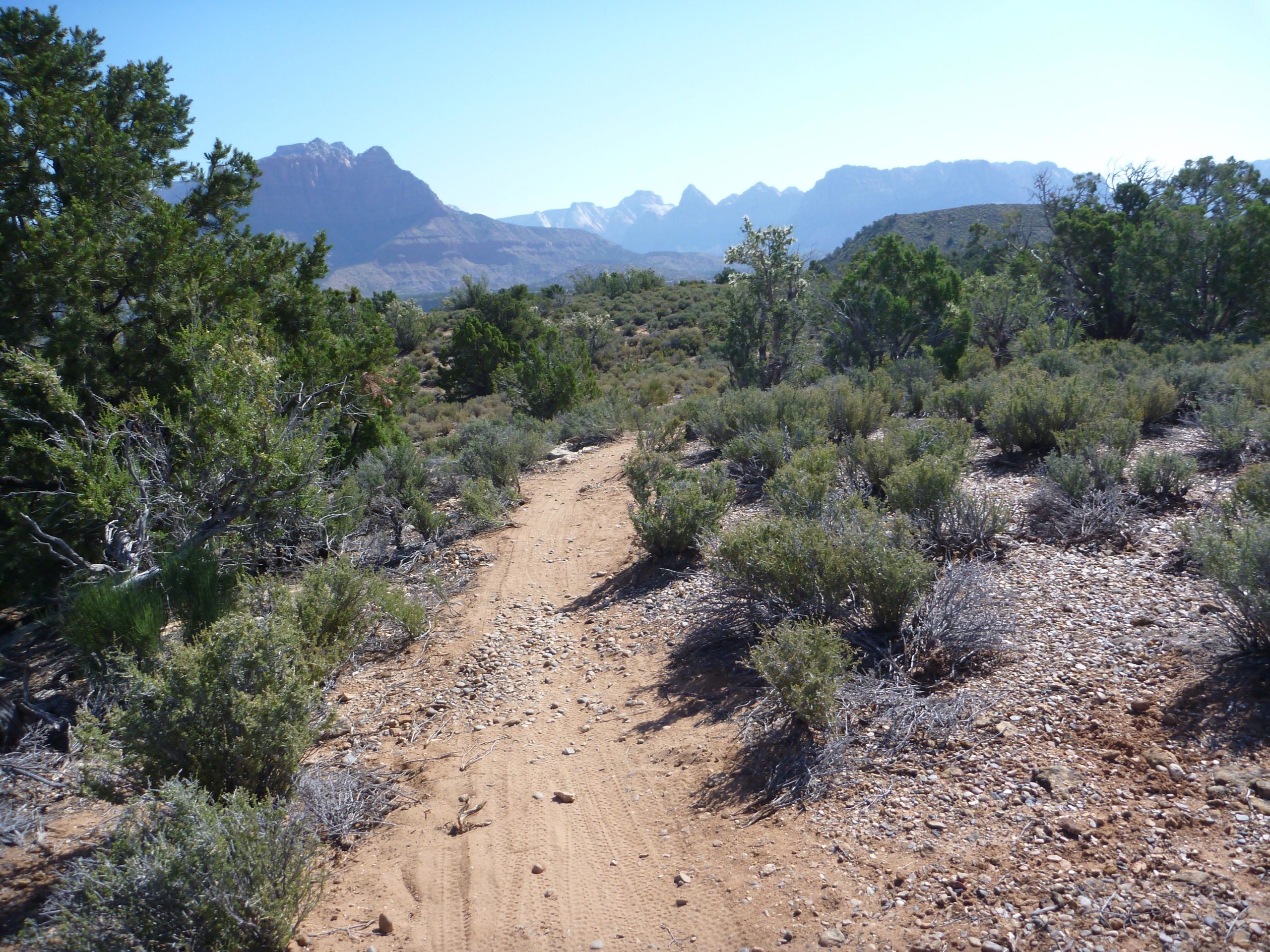 A sandy hiking trail surrounded by desert vegetation, with clusters of shrubs and bushes on either side. In the background, rugged mountains are visible under a clear blue sky. Wire Mesa Loop mountain bike trail.