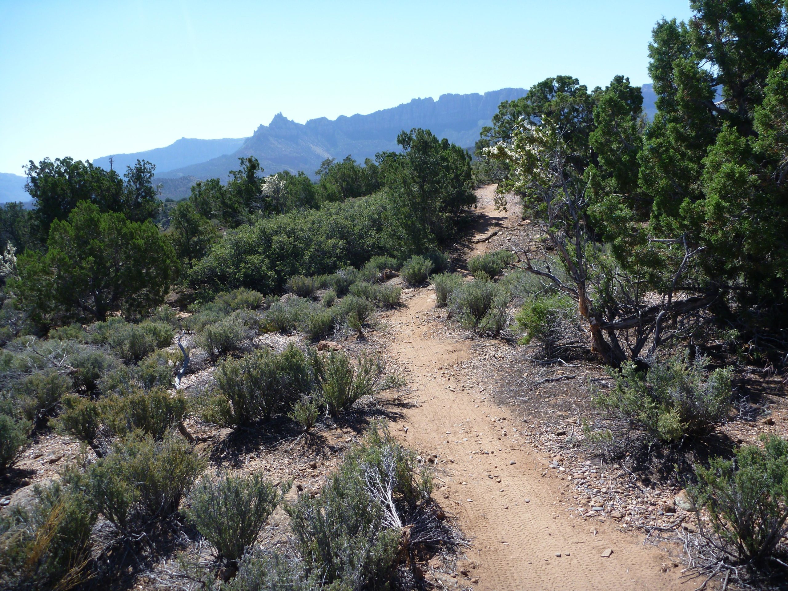 A winding dirt trail surrounded by shrubs and trees, leading towards distant mountains under a clear blue sky. The scene captures the natural beauty of a rugged landscape, emphasizing the greenery and tranquil ambiance of the outdoors. Wire Mesa Loop mountain bike trail.