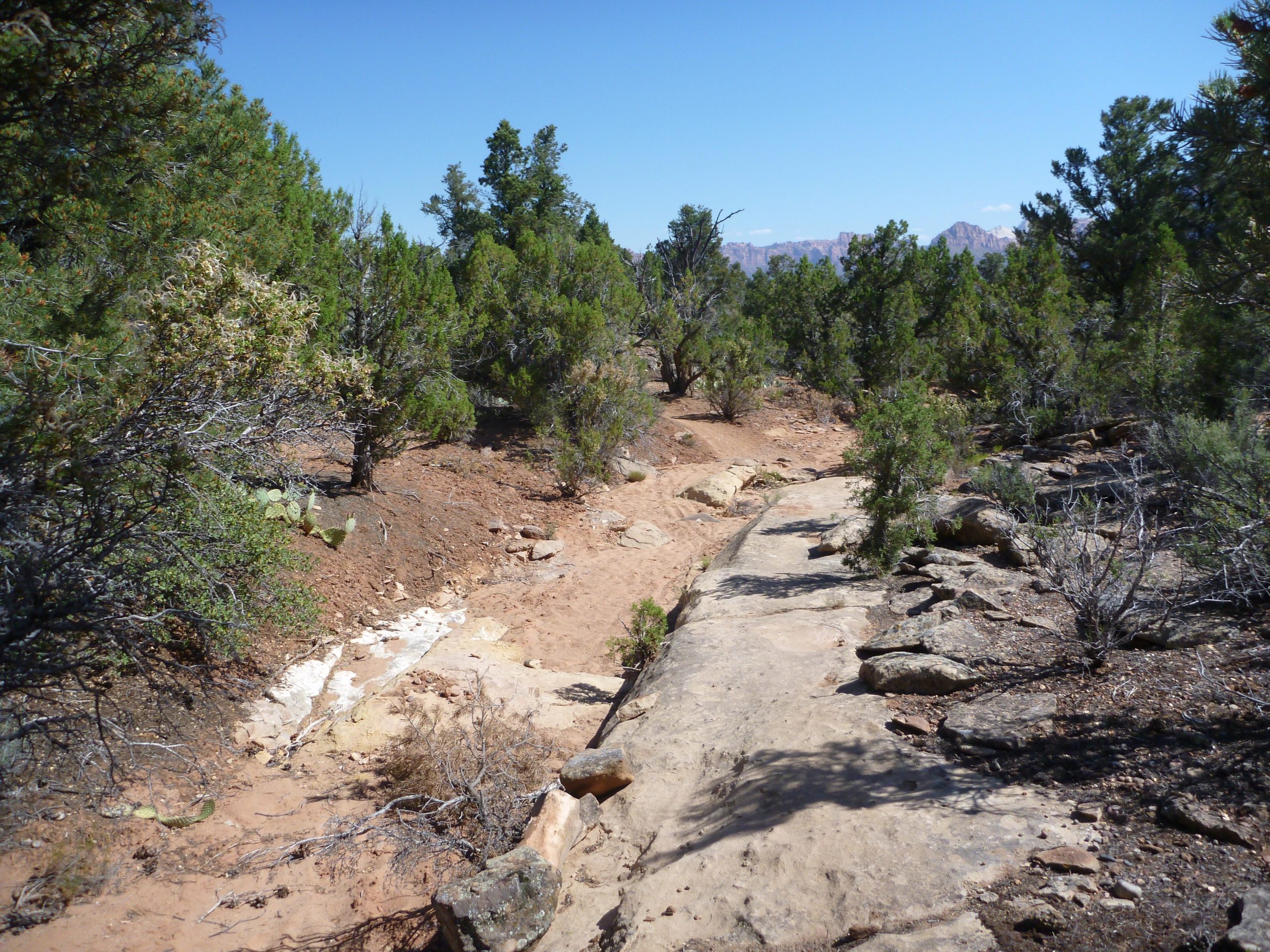 A rocky, natural pathway winding through a dense area of green trees and shrubs under a clear blue sky. The ground is a mix of sandy soil and patches of rock, with sparse vegetation such as cacti and dry bushes visible along the sides. The scene conveys a peaceful, outdoor environment ideal for hiking or exploring nature. Wire Mesa Loop mountain bike trail.