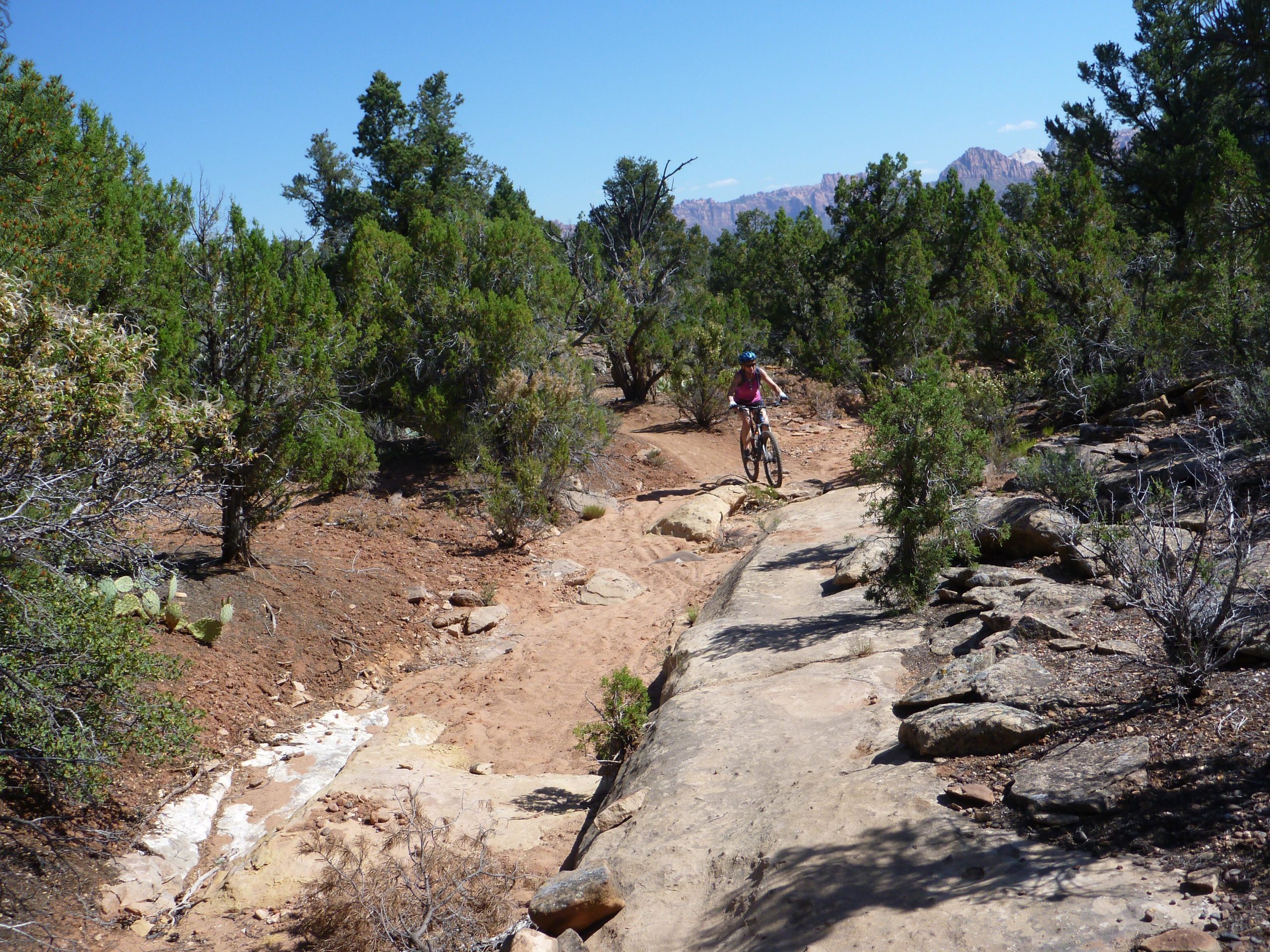 A mountain biker navigating a rocky trail surrounded by bushes and trees under a clear blue sky. Wire Mesa Loop mountain bike trail.