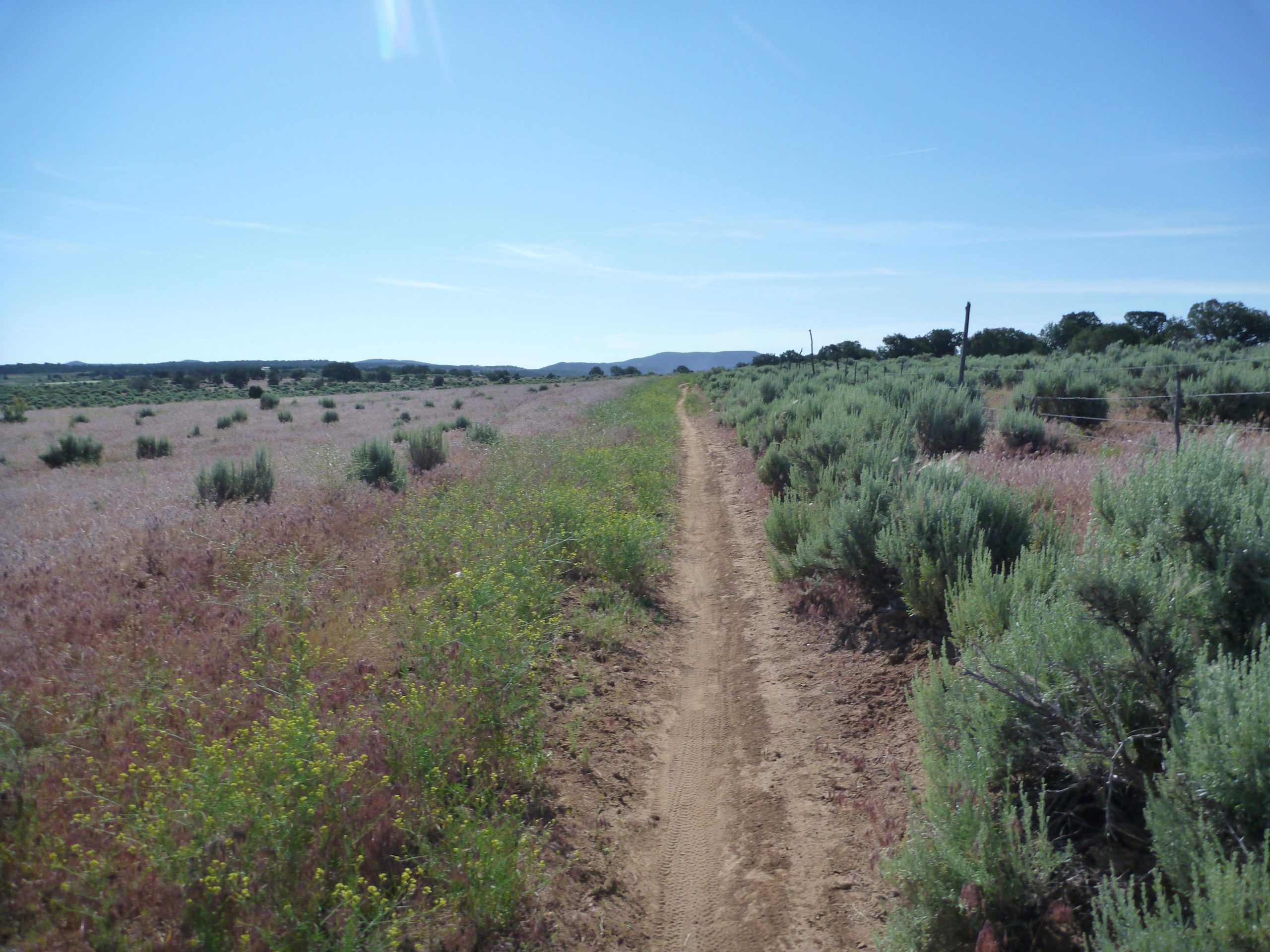 A dirt path winding through a field of wildflowers and shrubs under a clear blue sky. The landscape features a mix of green and pink vegetation, with distant hills visible in the background. Alien Run Trail mountain bike trail.