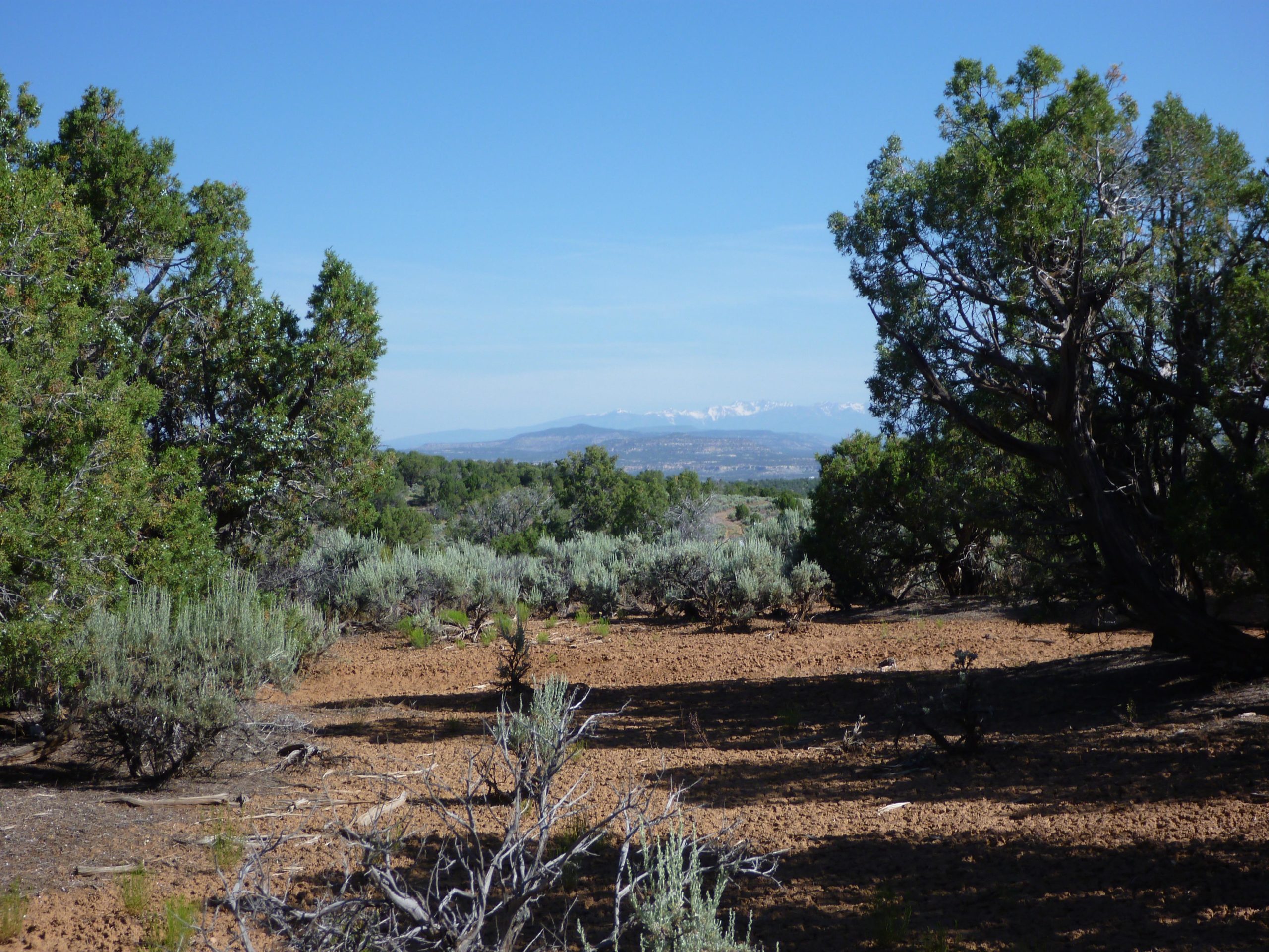 A scenic view of a landscape featuring green shrubs and trees, with a clear blue sky above. In the distance, mountains can be seen, some capped with snow, against the horizon. The foreground consists of sandy soil with sparse vegetation, creating a natural and open atmosphere. Alien Run Trail mountain bike trail.