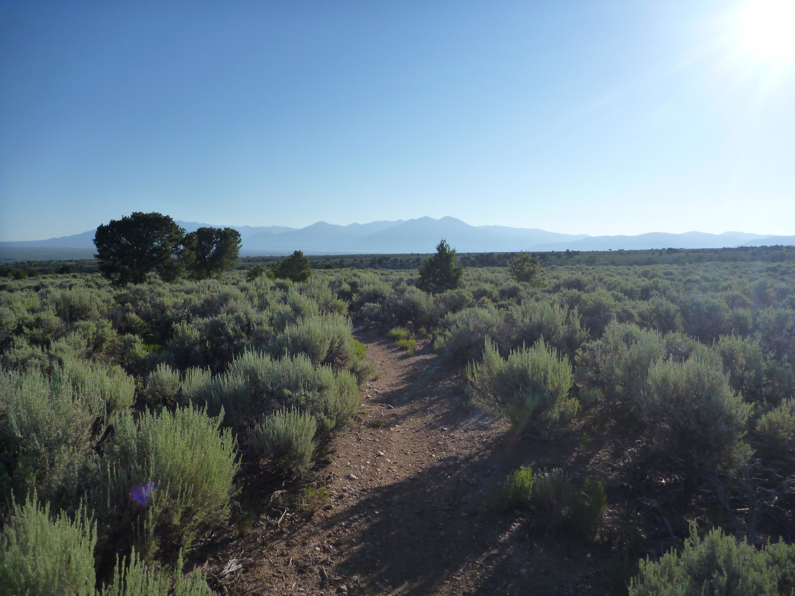 A narrow dirt path winding through a sagebrush landscape under a clear blue sky, with distant mountains visible on the horizon. The sun shines brightly, casting soft shadows on the ground and illuminating the vegetation. Taos Valley Overlook mountain bike trail.