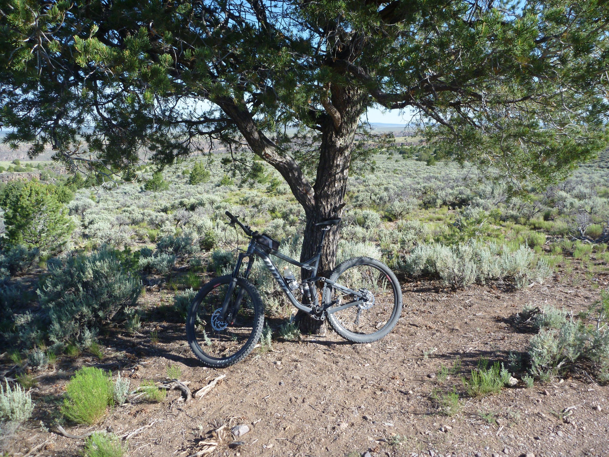 A mountain bike resting against a tree in a natural landscape, surrounded by shrubs and greenery, with a clear blue sky in the background. Taos Valley Overlook mountain bike trail.