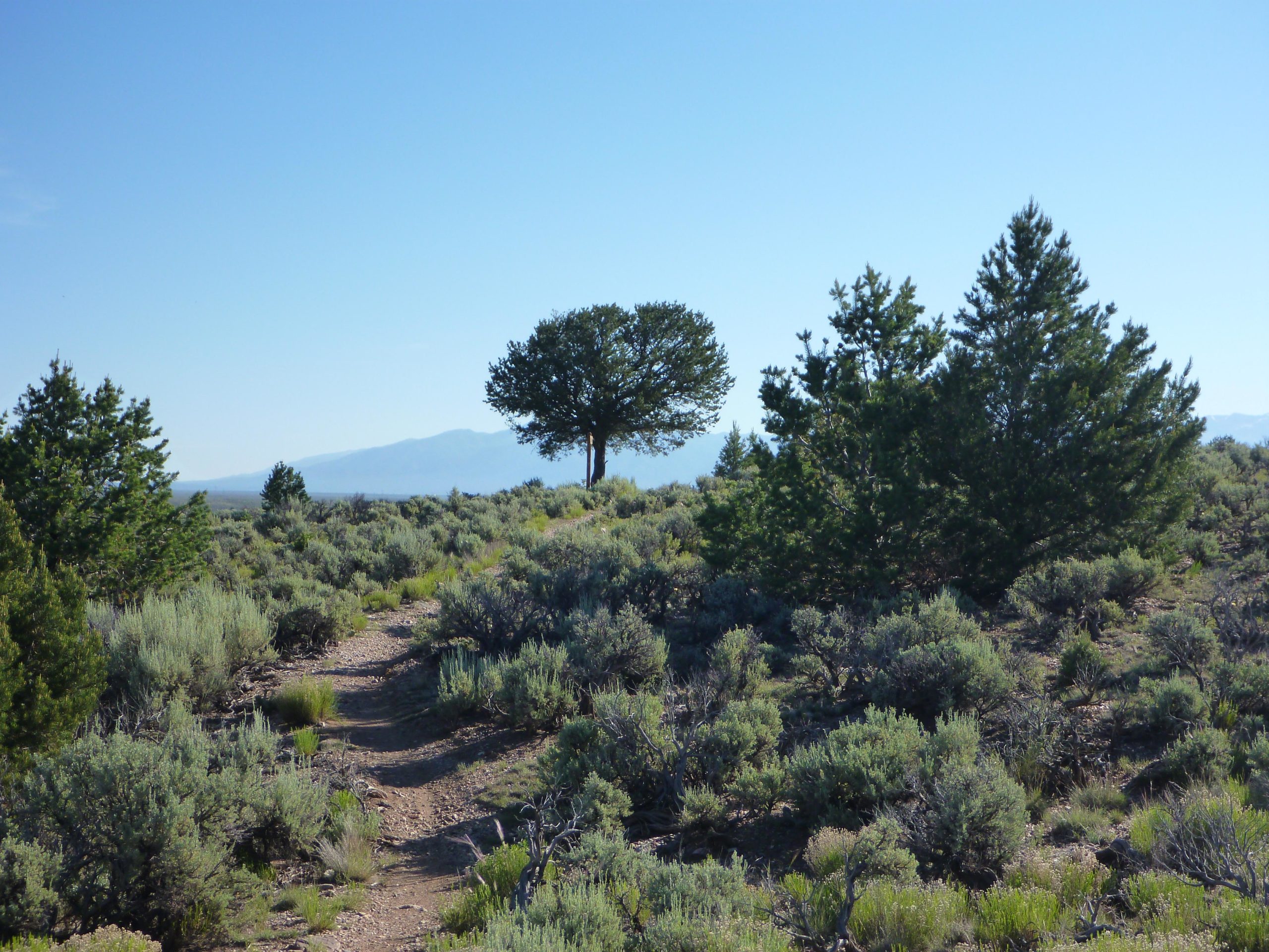 A winding dirt path leads through a landscape of sagebrush and scattered shrubs, with a solitary tree standing prominently on a rise. In the background, rolling hills and distant mountains are visible under a clear blue sky. Taos Valley Overlook mountain bike trail.