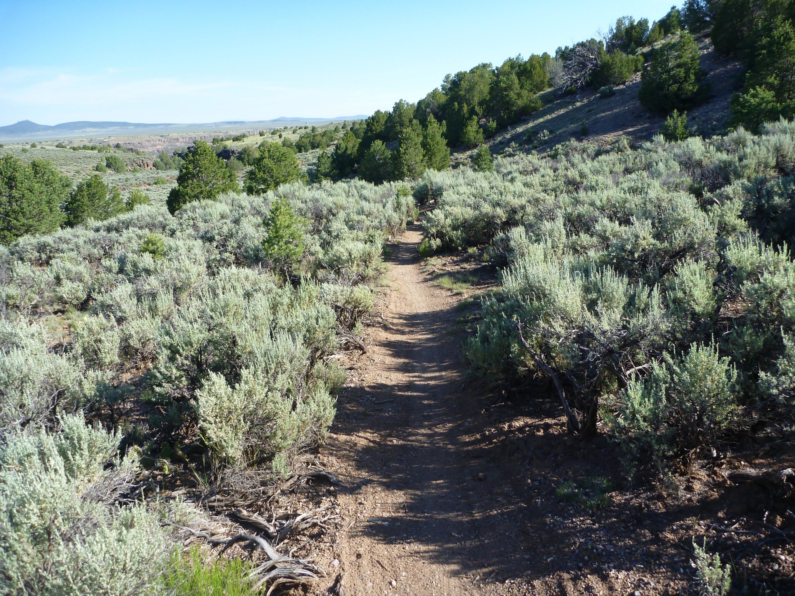 A dirt trail winding through a landscape of sagebrush and pine trees, with rolling hills in the background under a clear blue sky. The scenery is serene and showcases the natural beauty of the area. Taos Valley Overlook mountain bike trail.