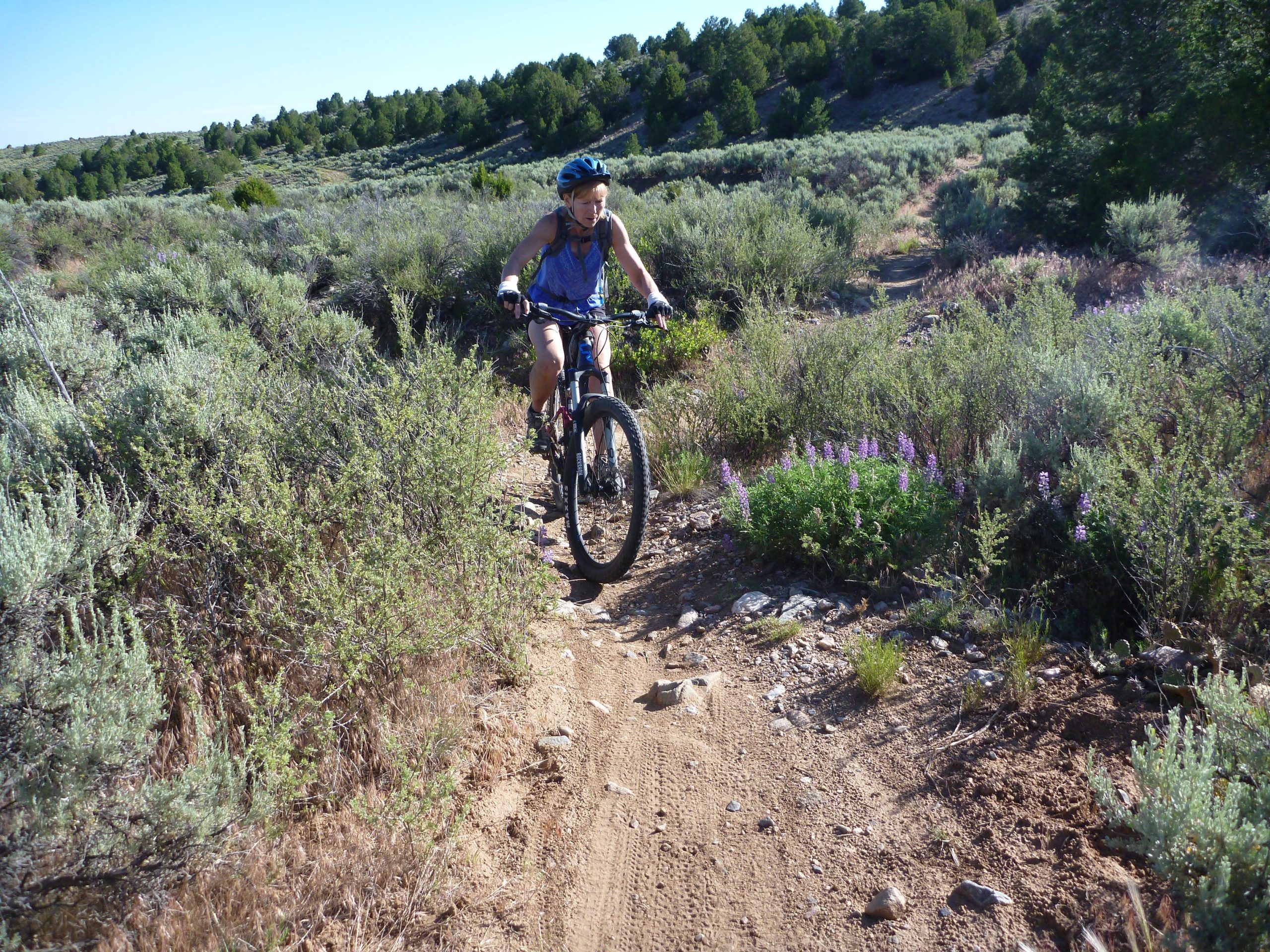 A person riding a mountain bike along a narrow dirt trail surrounded by green shrubs and wildflowers in a sunny outdoor setting. Taos Valley Overlook mountain bike trail.
