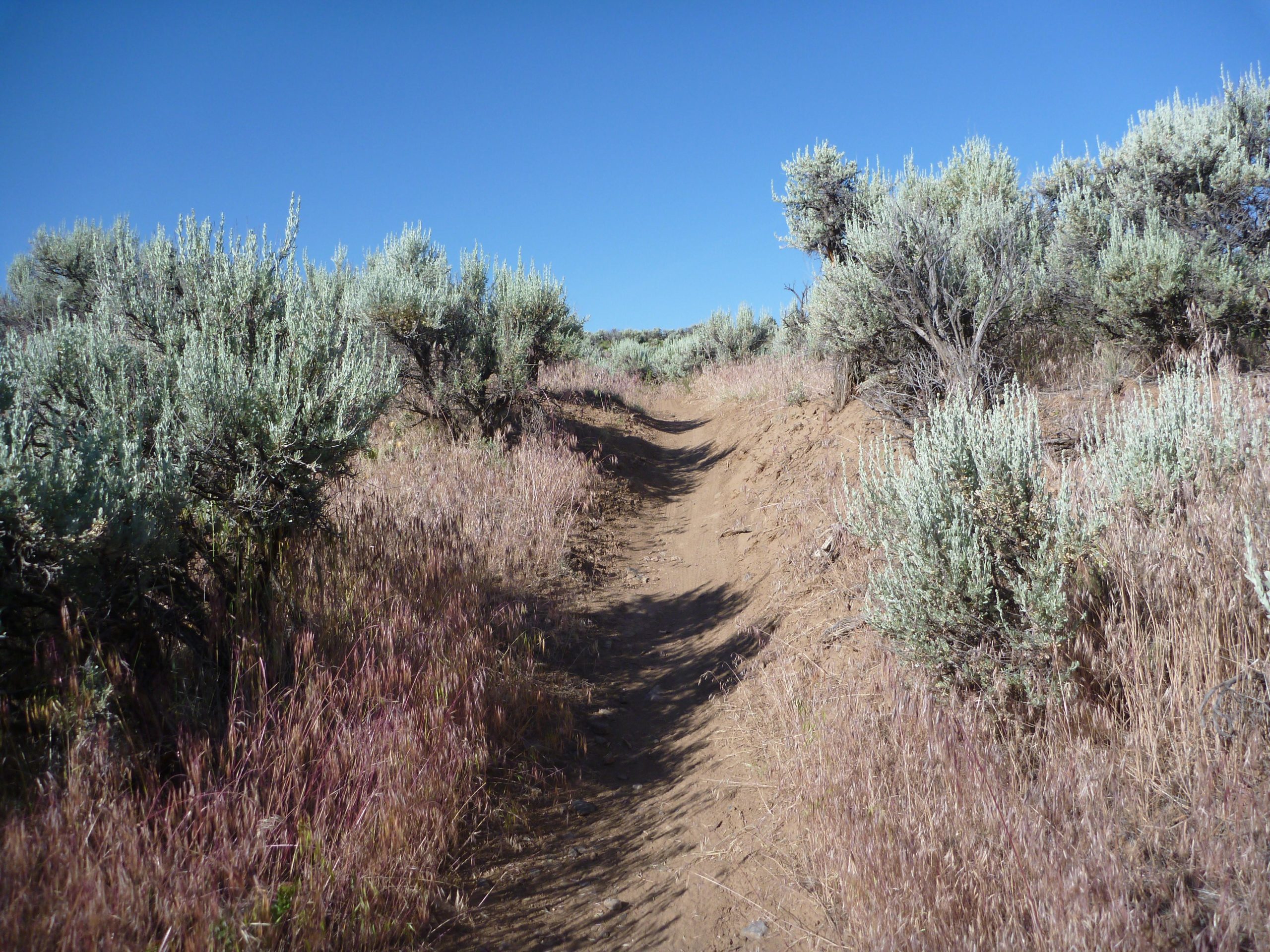A dirt path winding through low shrubs and grasses under a clear blue sky. The vegetation consists of sagebrush and wild grasses, with hints of purple in the surrounding flora. Taos Valley Overlook mountain bike trail.