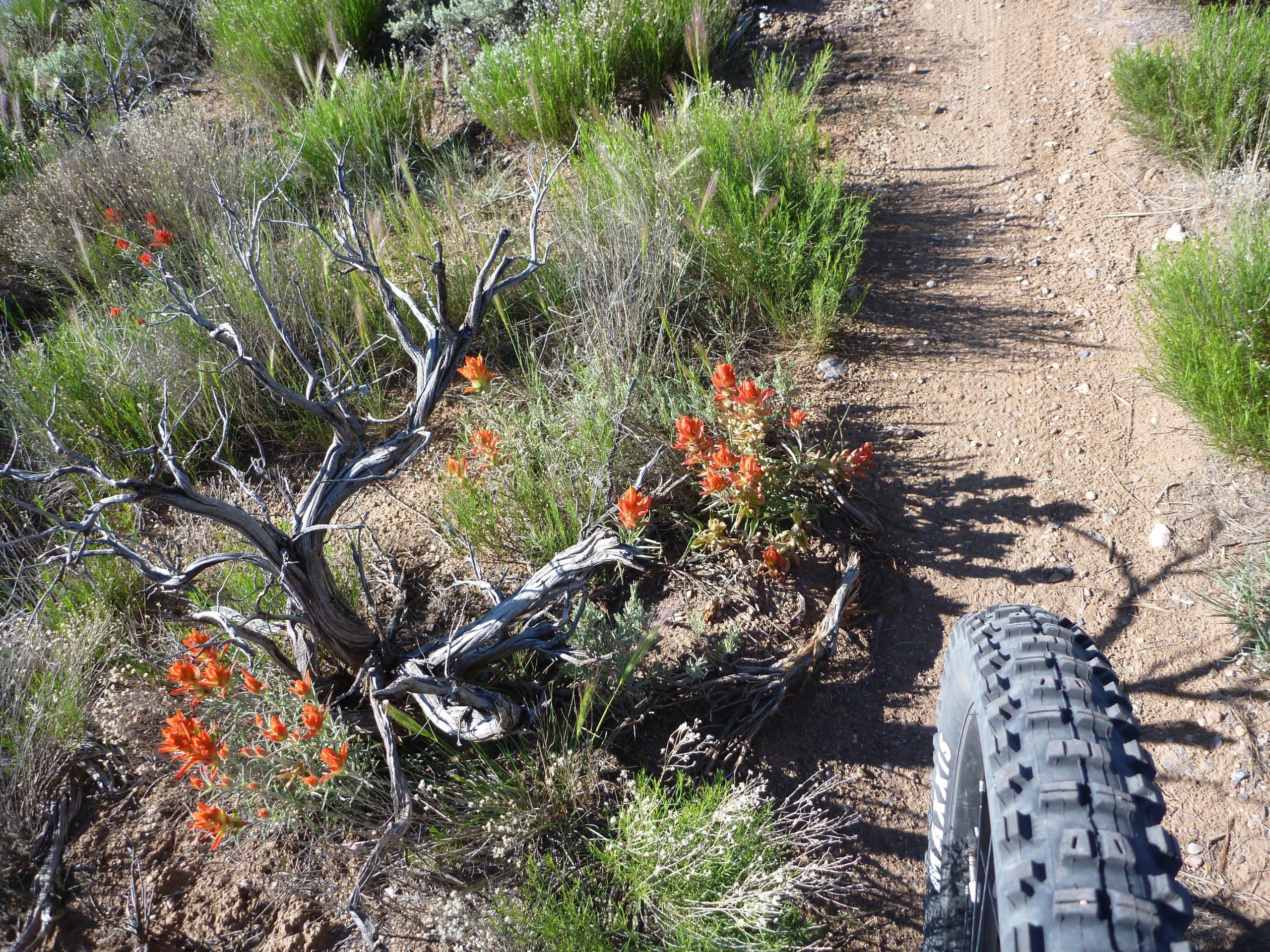 A close-up view of a dirt bike trail featuring a close-up of a bicycle tire, overgrown with vibrant red wildflowers and a dry, twisted branch nearby. Lush green grasses surround the trail, highlighting the contrast between the earthy path and the colorful flora. Taos Valley Overlook mountain bike trail.