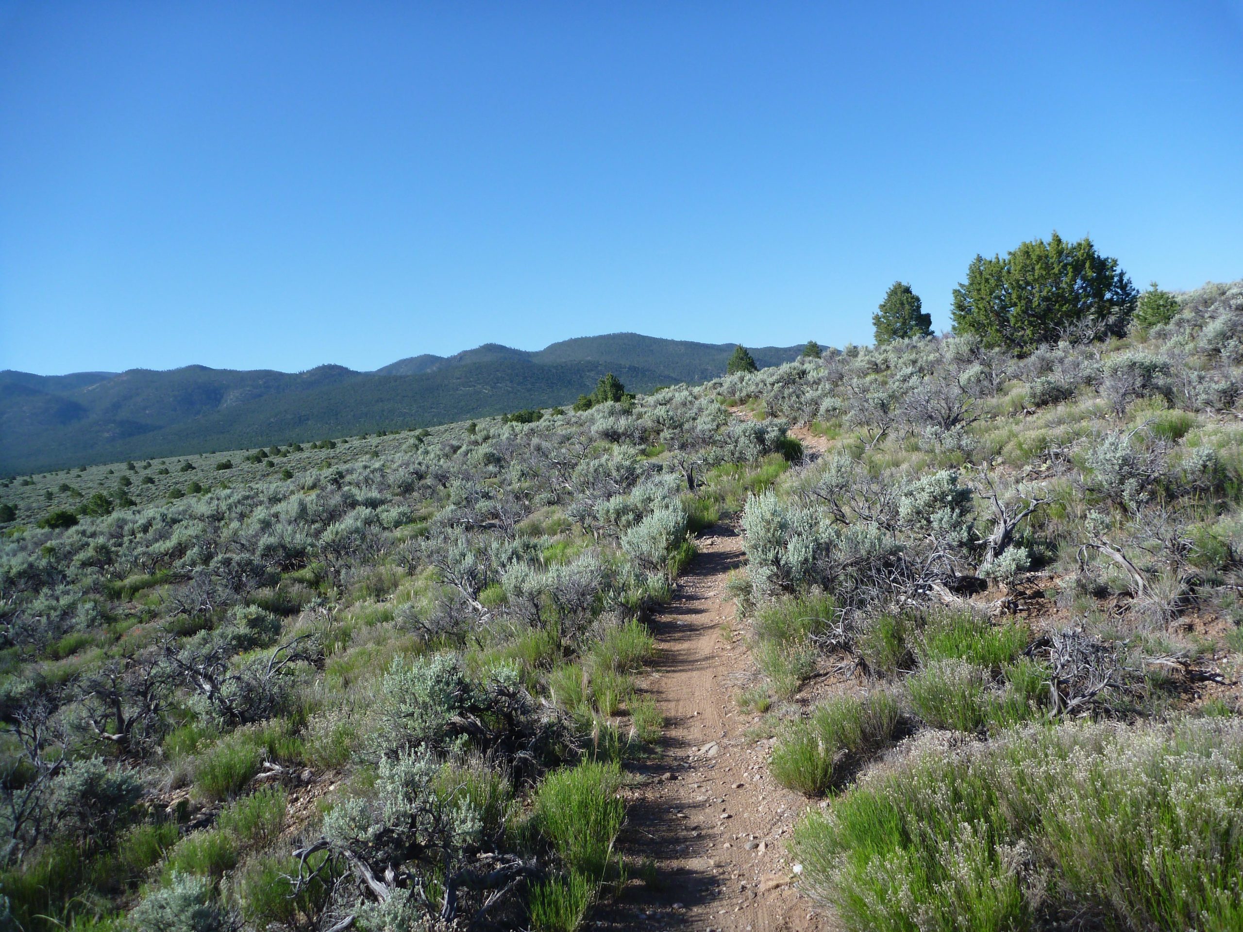 A dirt trail meanders through a lush landscape of sagebrush and grass, with rolling hills and mountains in the background under a clear blue sky. Taos Valley Overlook mountain bike trail.