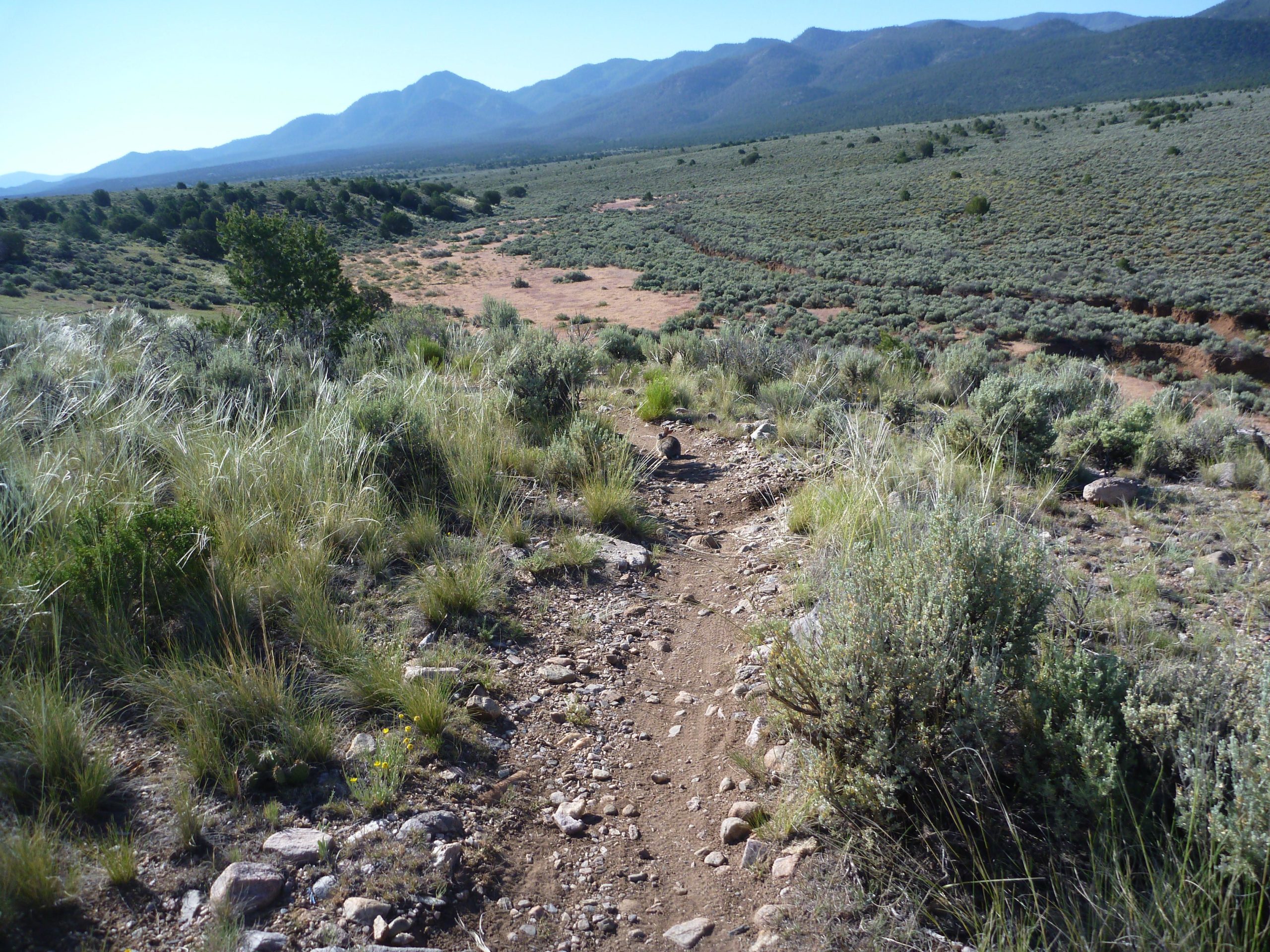 A scenic view of a dirt hiking trail winding through a grassy landscape with rocks and shrubs, leading towards distant mountains under a clear blue sky. Taos Valley Overlook mountain bike trail.