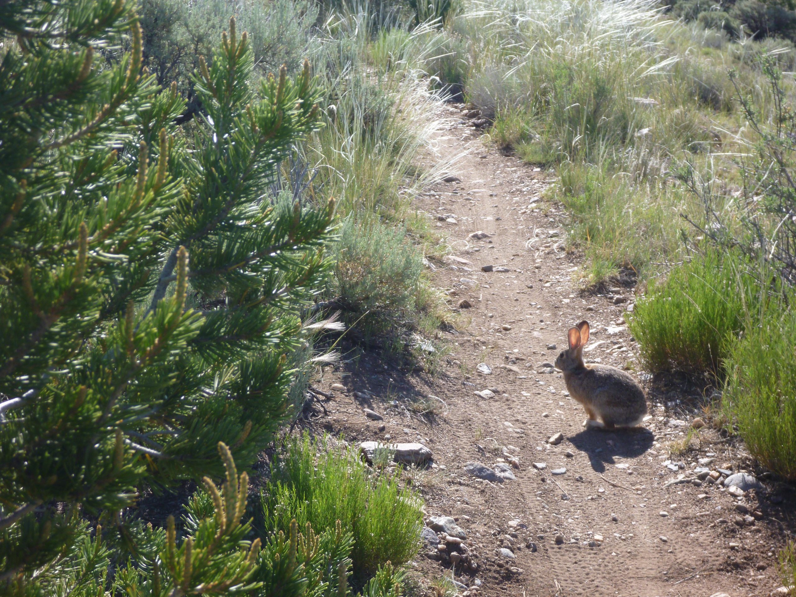 A rabbit sitting on a dirt path surrounded by shrubs and grasses, with sunlight illuminating the scene and soft greenery in the background. Taos Valley Overlook mountain bike trail.