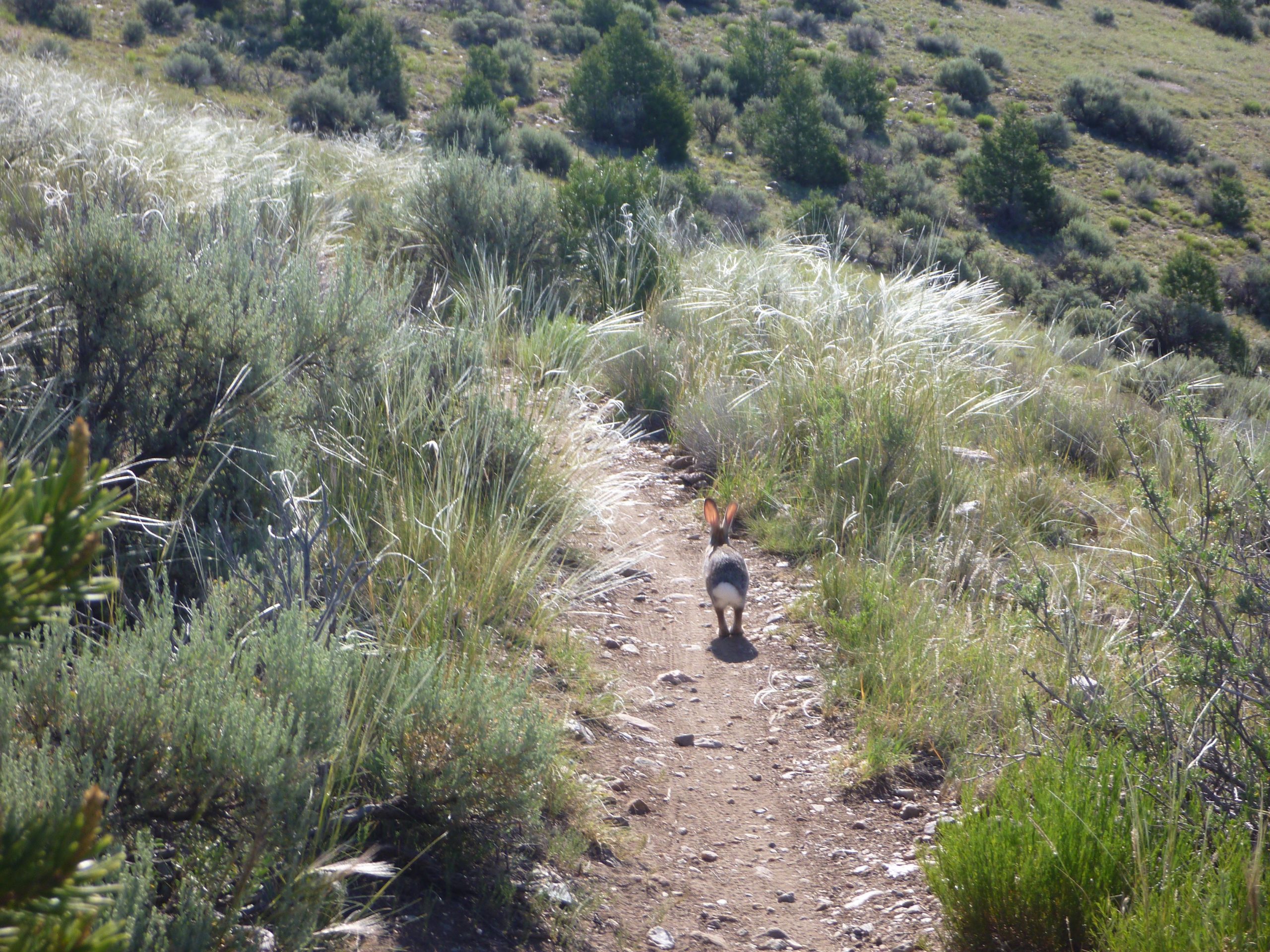 A rabbit walking away down a dirt path surrounded by tall grass and shrubs, with a hilly landscape in the background. Taos Valley Overlook mountain bike trail.