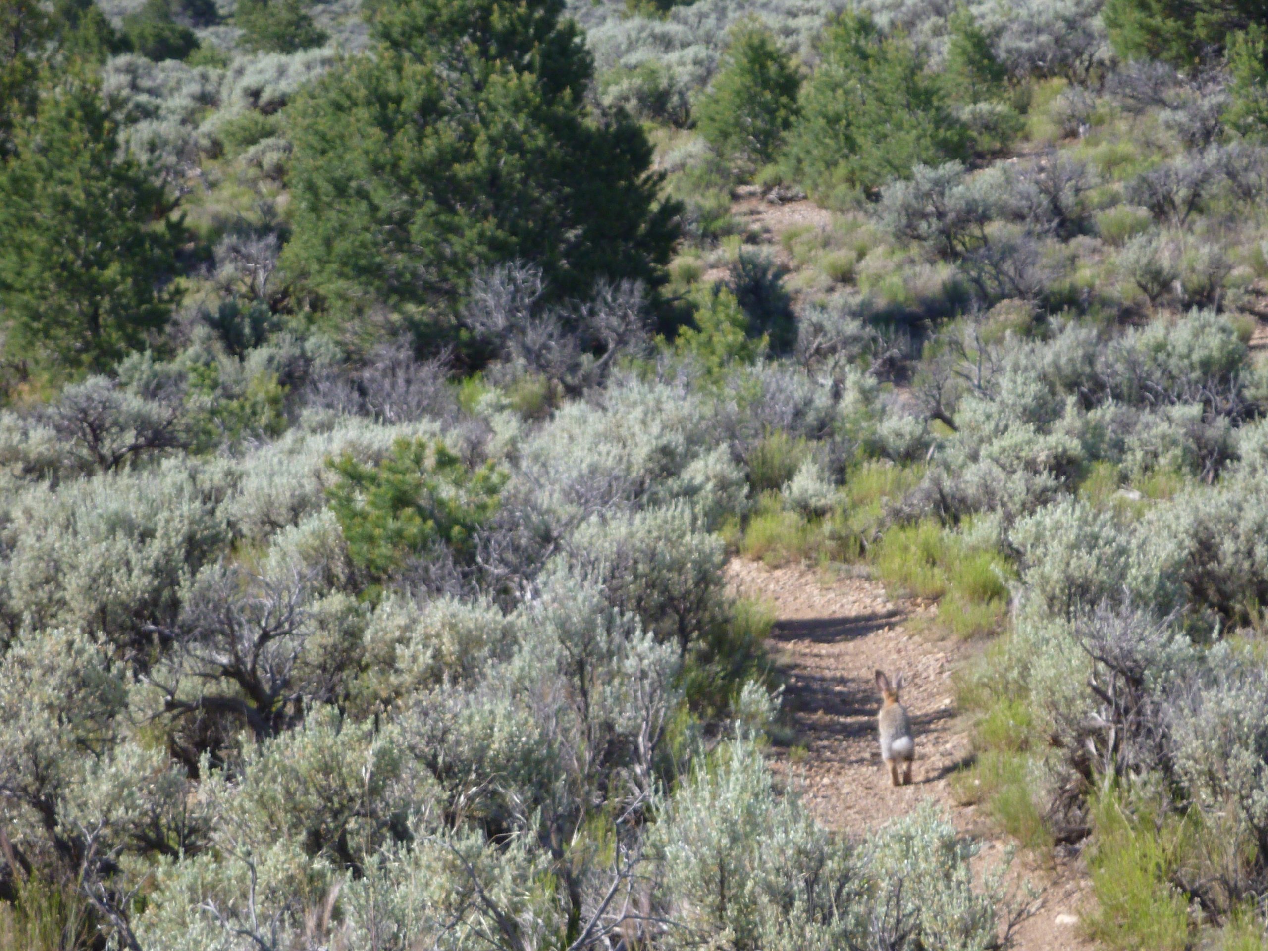 A rabbit walking along a dirt path in a sagebrush landscape, surrounded by greenery and trees in the background. Taos Valley Overlook mountain bike trail.