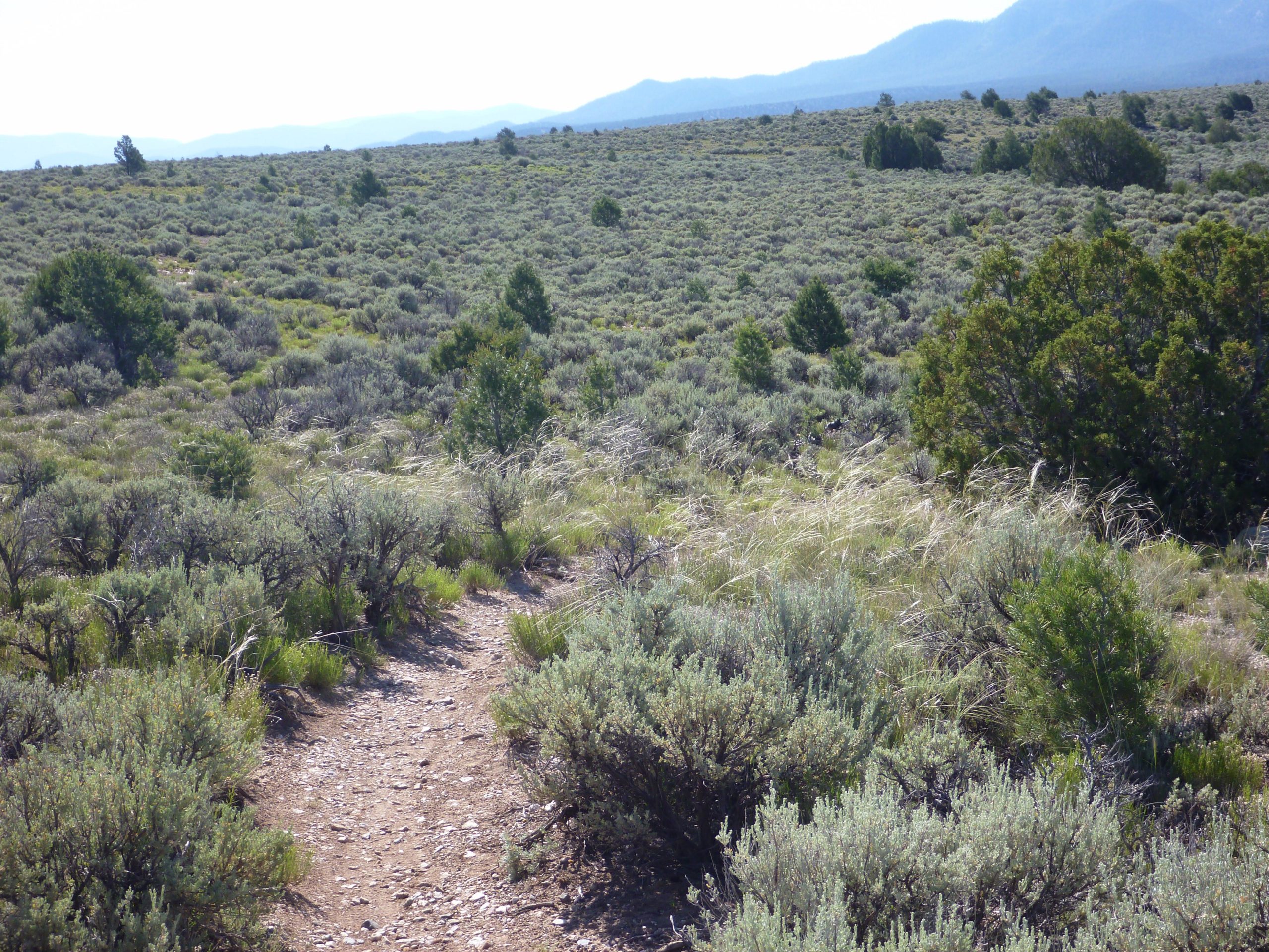 A dirt trail winding through a vast landscape of sagebrush and sparse vegetation, with distant mountains visible under a clear sky. The scene captures the natural beauty of an open, arid environment. Taos Valley Overlook mountain bike trail.