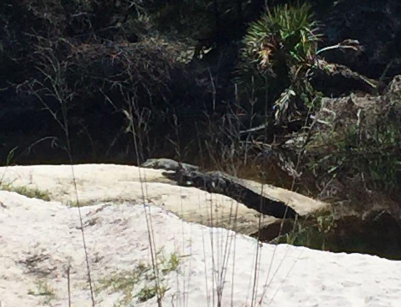 An alligator lying on a rocky shoreline near a body of water, surrounded by grasses and trees in a natural setting. Little Big Econ State Forest mountain bike trail.