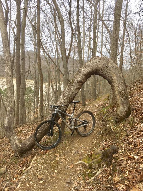 A mountain bike resting against a large, curved tree trunk alongside a dirt trail, surrounded by bare trees and fallen leaves. The scene captures a serene outdoor environment, hinting at an adventurous biking path. Sugarcamp Mountain mountain bike trail.