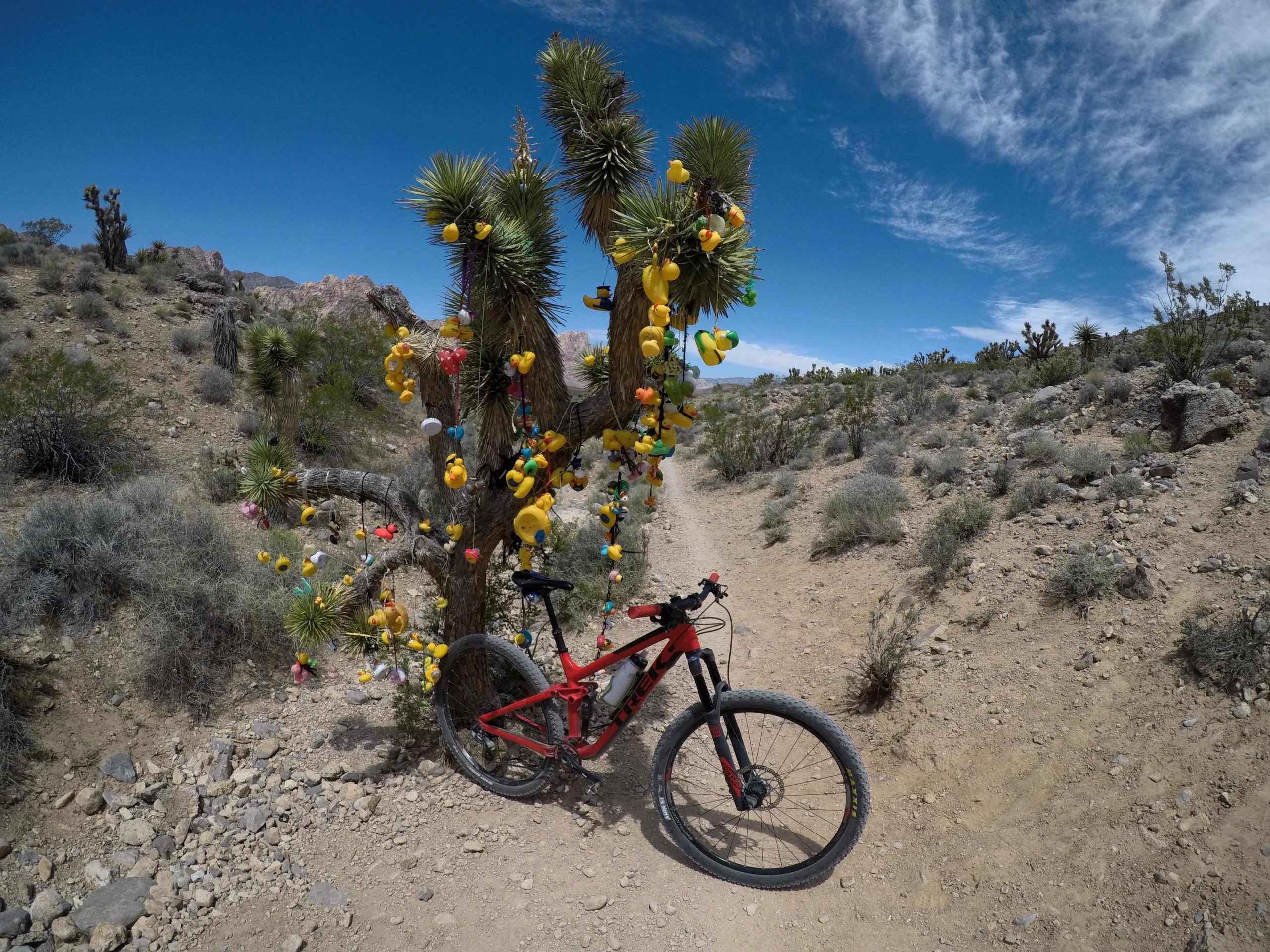 A red mountain bike is parked beside a unique tree adorned with colorful rubber ducks, set in a desert landscape. The background features rugged mountains and a clear blue sky, with sparse vegetation surrounding the dirt trail. Blue Diamond mountain bike trail.