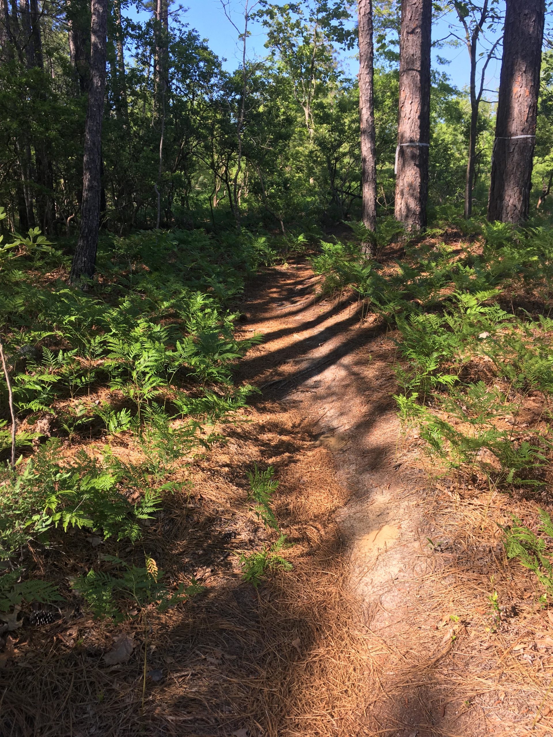 A serene forest path surrounded by tall trees and lush green ferns, with dappled sunlight filtering through the leaves. The ground is covered in a mix of soil and pine needles, creating a natural trail that leads deeper into the woods. Boyd Pond mountain bike trail.