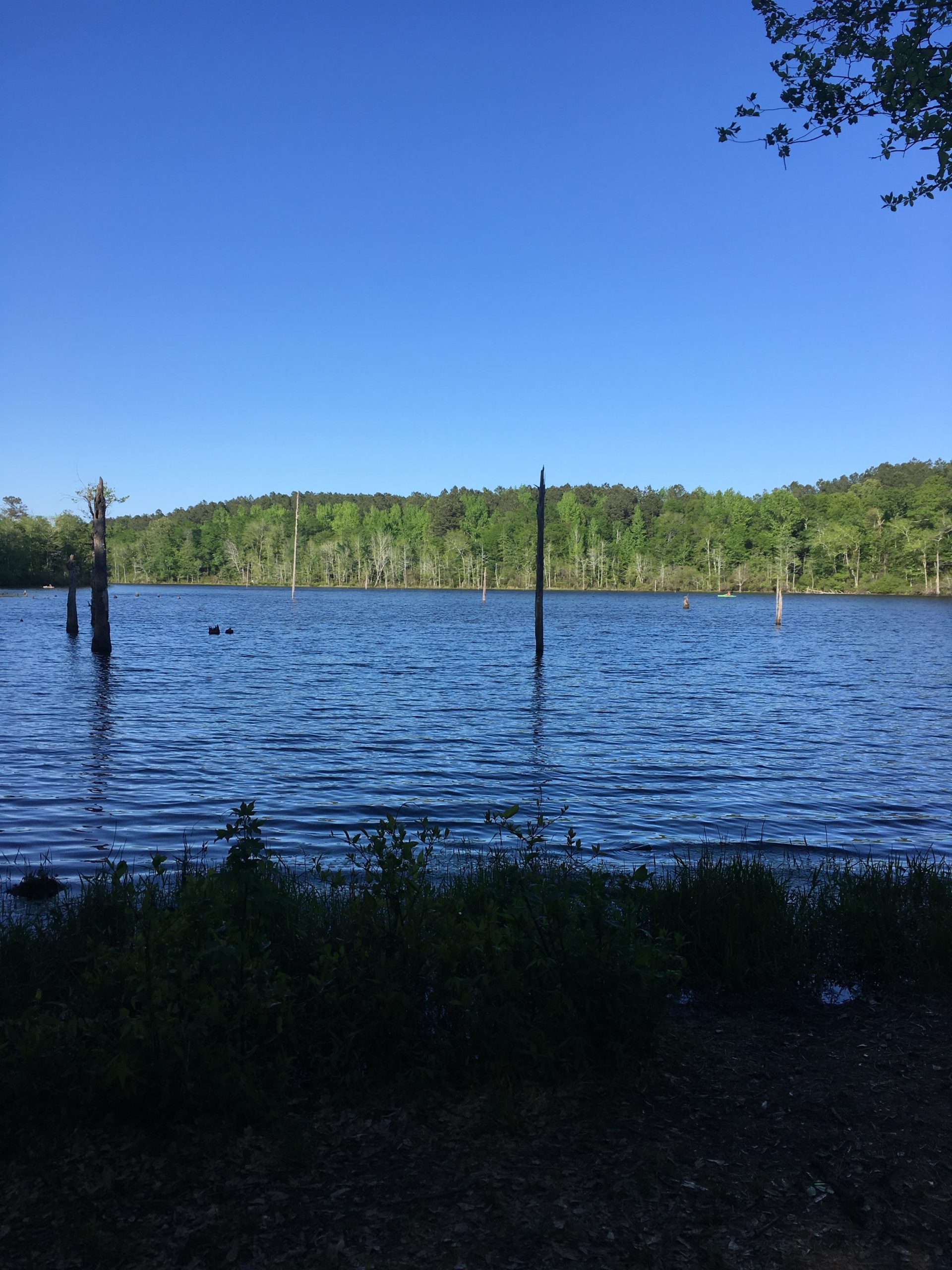 A tranquil lake scene featuring calm waters reflecting a clear blue sky. Tall, green trees line the shore in the background, with several submerged tree stumps visible in the water. The foreground includes lush green grass and foliage near the water's edge. Boyd Pond mountain bike trail.
