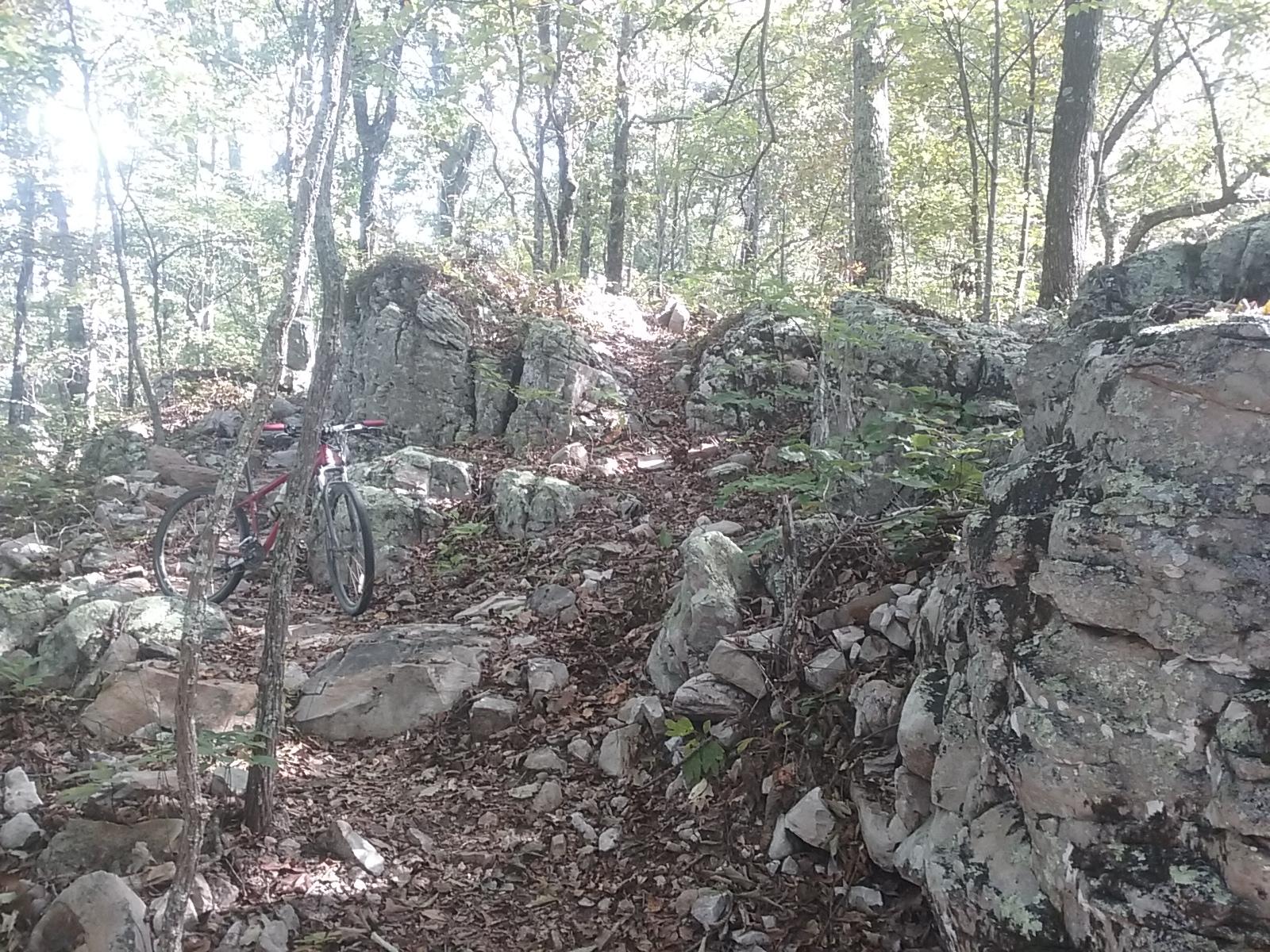 A mountain bike is positioned next to a rocky trail in a wooded area, surrounded by trees and scattered leaves. Sunlight filters through the foliage, illuminating the rugged terrain. Coldwater Mountain mountain bike trail.