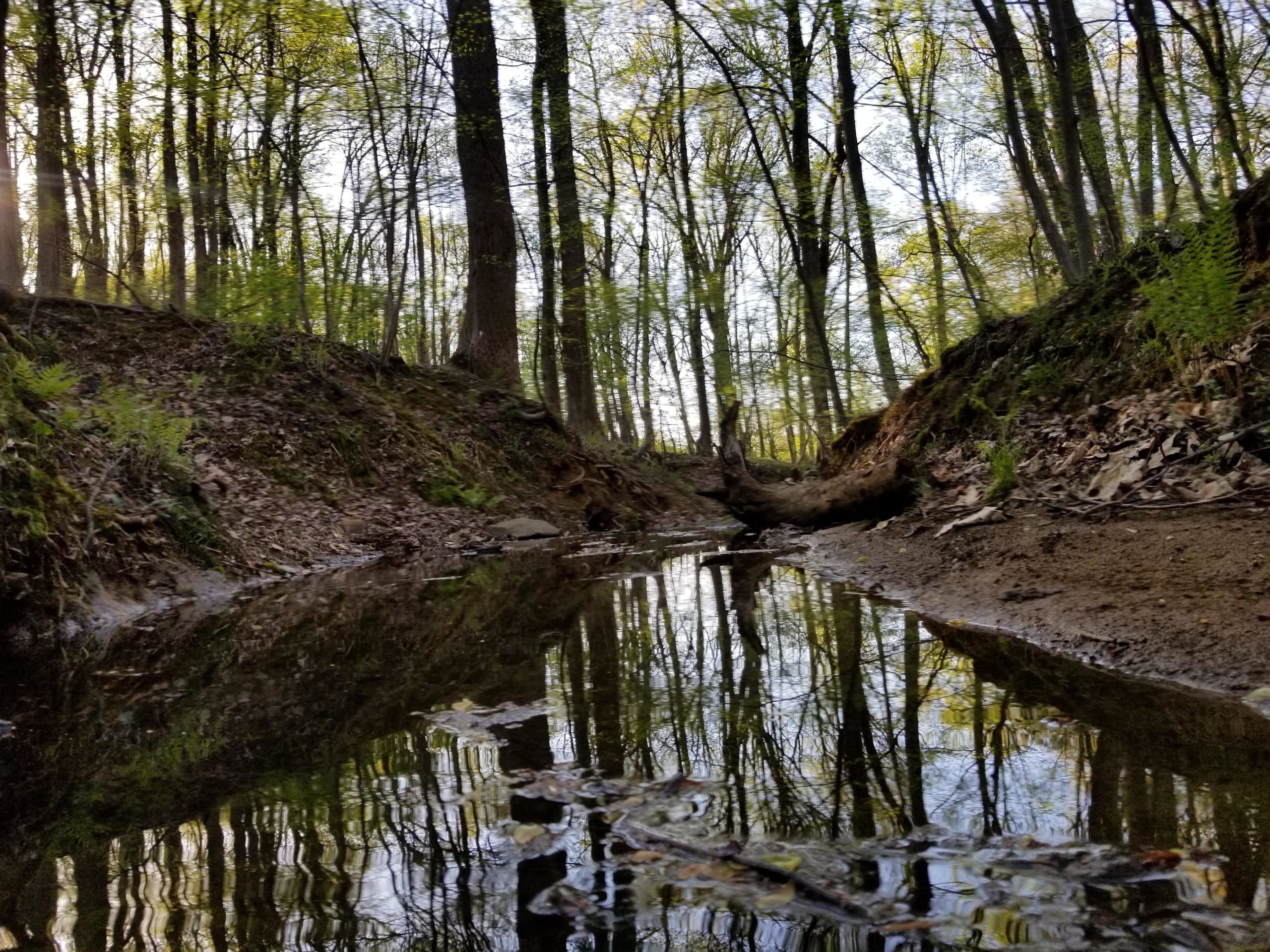 A serene forest scene depicting a narrow creek reflecting tall trees and green foliage. The sunlight filters through the leaves, creating a tranquil atmosphere. The water is calm, with subtle ripples and scattered leaves along the bank. Muddy Branch Greenway Trail mountain bike trail.