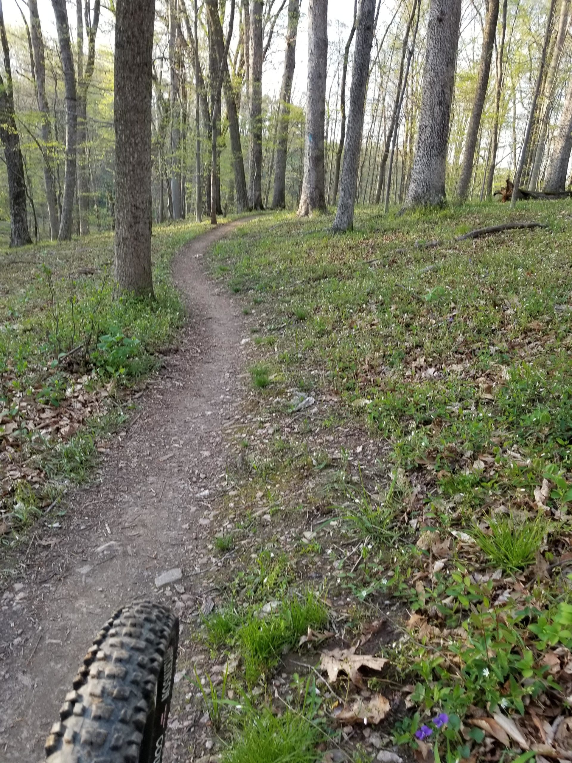 A winding dirt path through a lush forest, lined with tall trees and greenery. A close-up view of a bicycle tire is visible in the foreground, indicating that the scene is suitable for cycling. Muddy Branch Greenway Trail mountain bike trail.