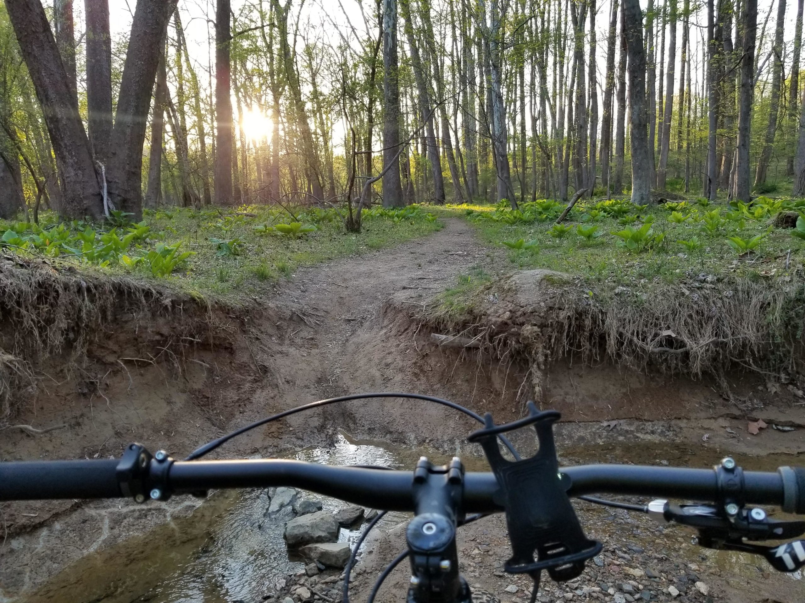 Alt text: A view from the handlebars of a mountain bike, looking down a dirt path through a forest with tall trees and green foliage. The sun is setting in the background, casting a warm glow over the scene. A small stream runs through the area, with a slight drop-off on either side of the path. Muddy Branch Greenway Trail mountain bike trail.
