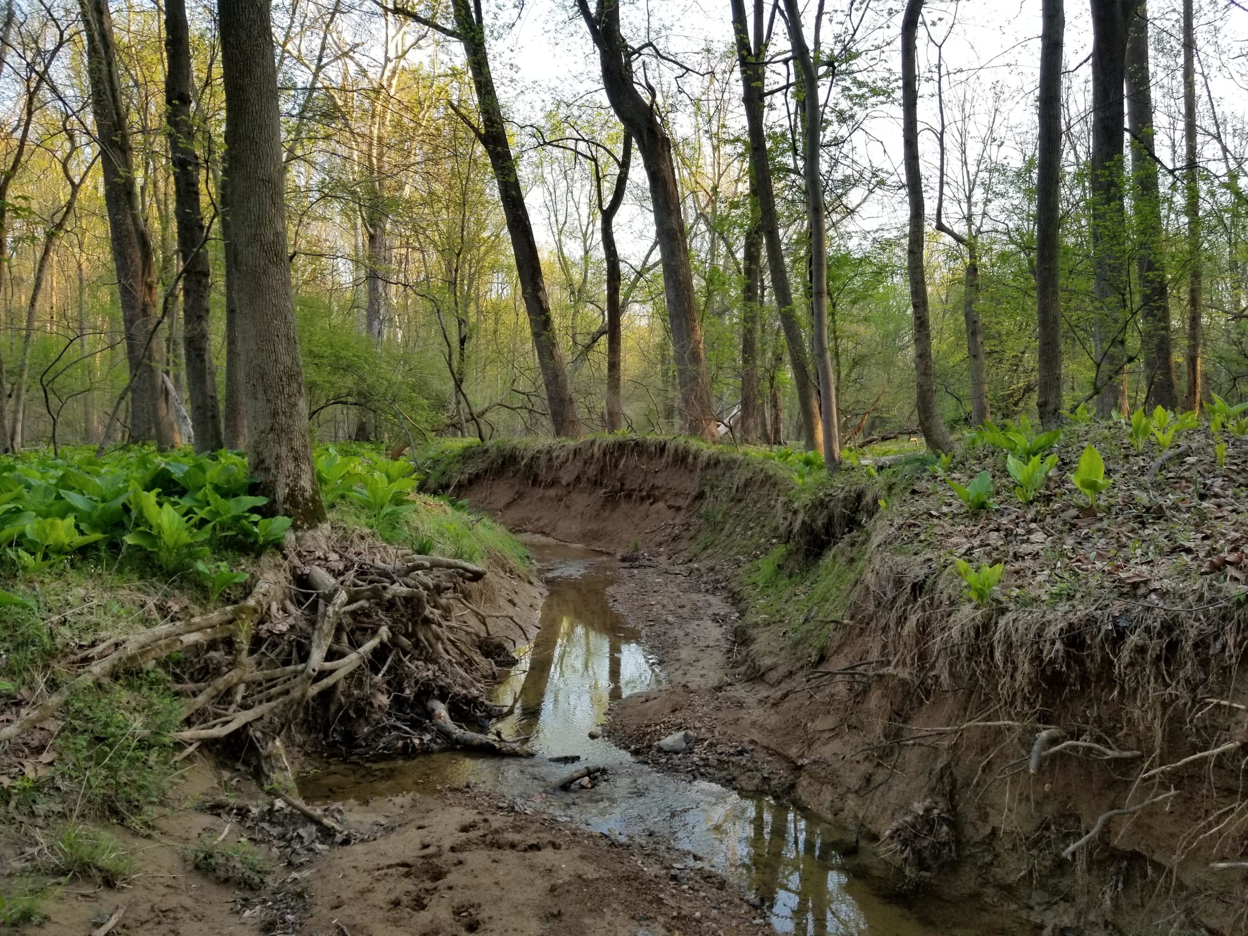 A serene forest scene featuring a narrow stream flowing through a wooded area. The foreground shows exposed tree roots and sandy banks, with lush green foliage lining the stream. Tall trees with budding leaves tower in the background, illuminated by soft sunlight filtering through the branches. Muddy Branch Greenway Trail mountain bike trail.