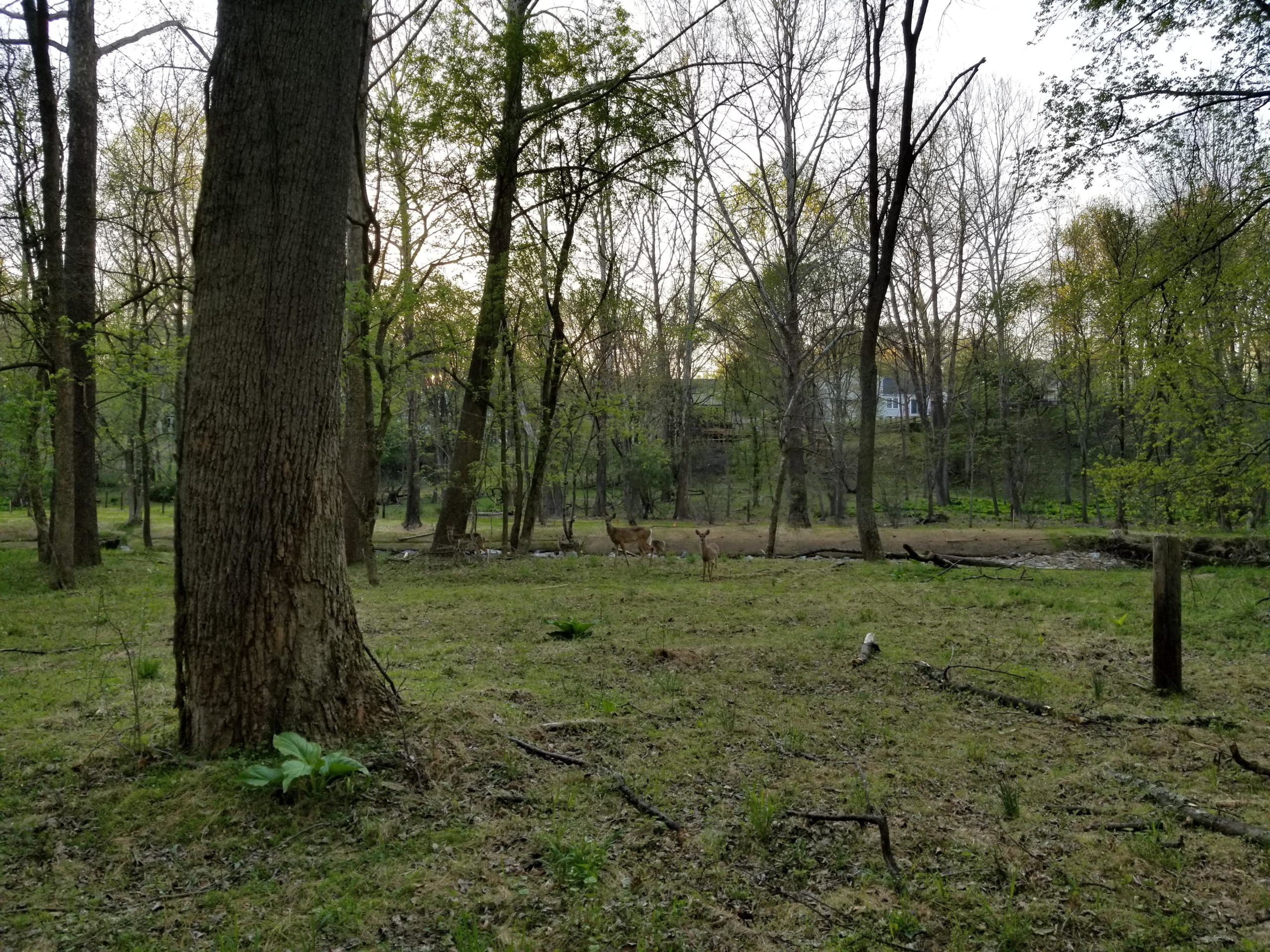A serene forest scene featuring tall trees with budding leaves and an open grassy area. In the distance, a couple of deer can be seen near a creek, with a soft evening light filtering through the branches. Small fallen branches and greenery decorate the forest floor, creating a tranquil natural setting. Muddy Branch Greenway Trail mountain bike trail.