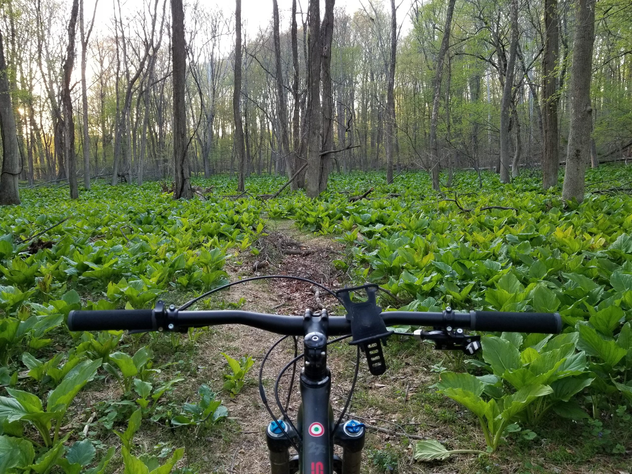 A view from the handlebars of a mountain bike, overlooking a winding trail surrounded by lush green leaves and trees in a forest setting during early evening light. Muddy Branch Greenway Trail mountain bike trail.
