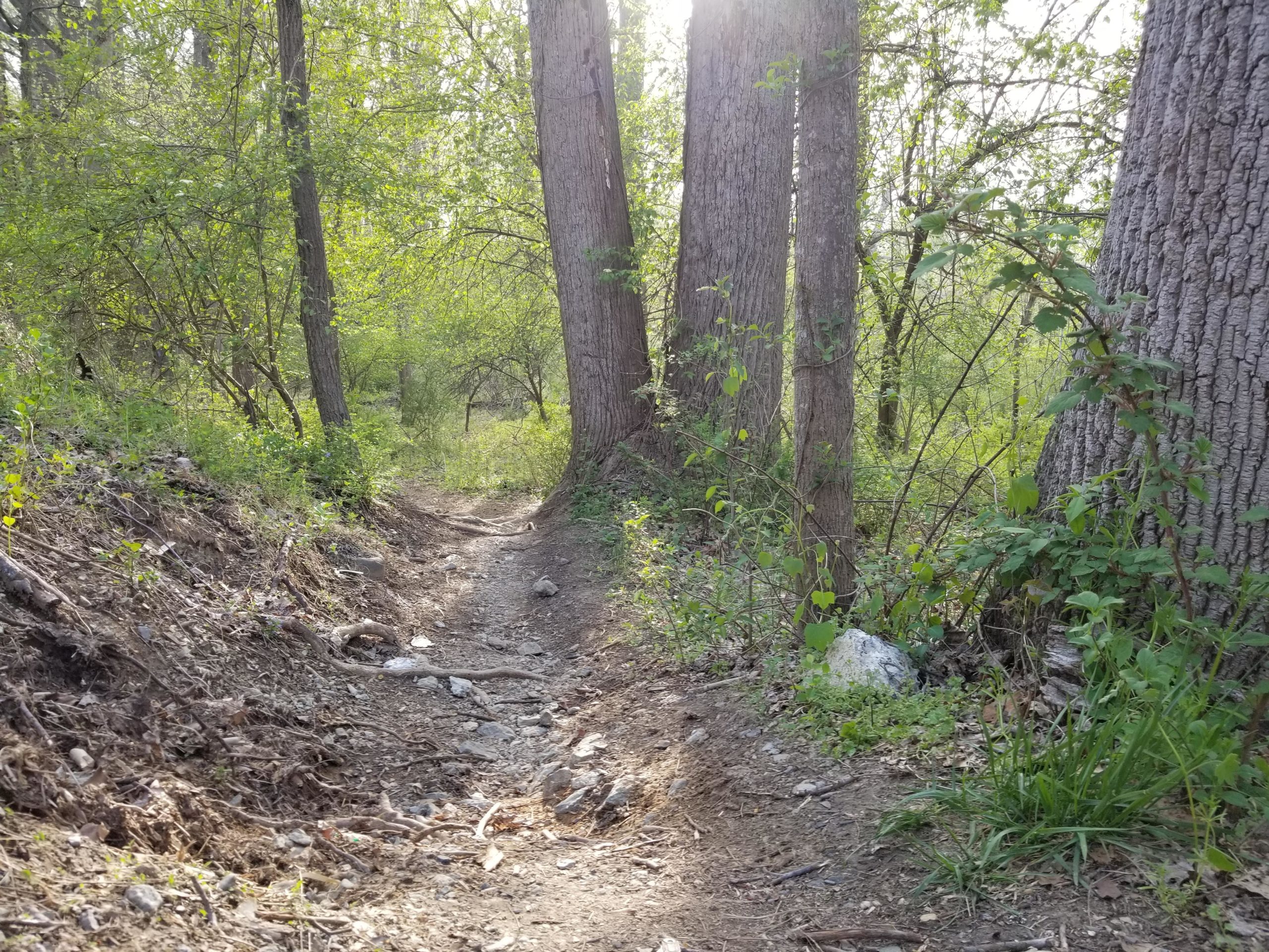 A narrow dirt path winding through a lush, green forest, flanked by tall trees and vibrant vegetation. Sunlight filters through the leaves, creating a serene and tranquil atmosphere. Muddy Branch Greenway Trail mountain bike trail.