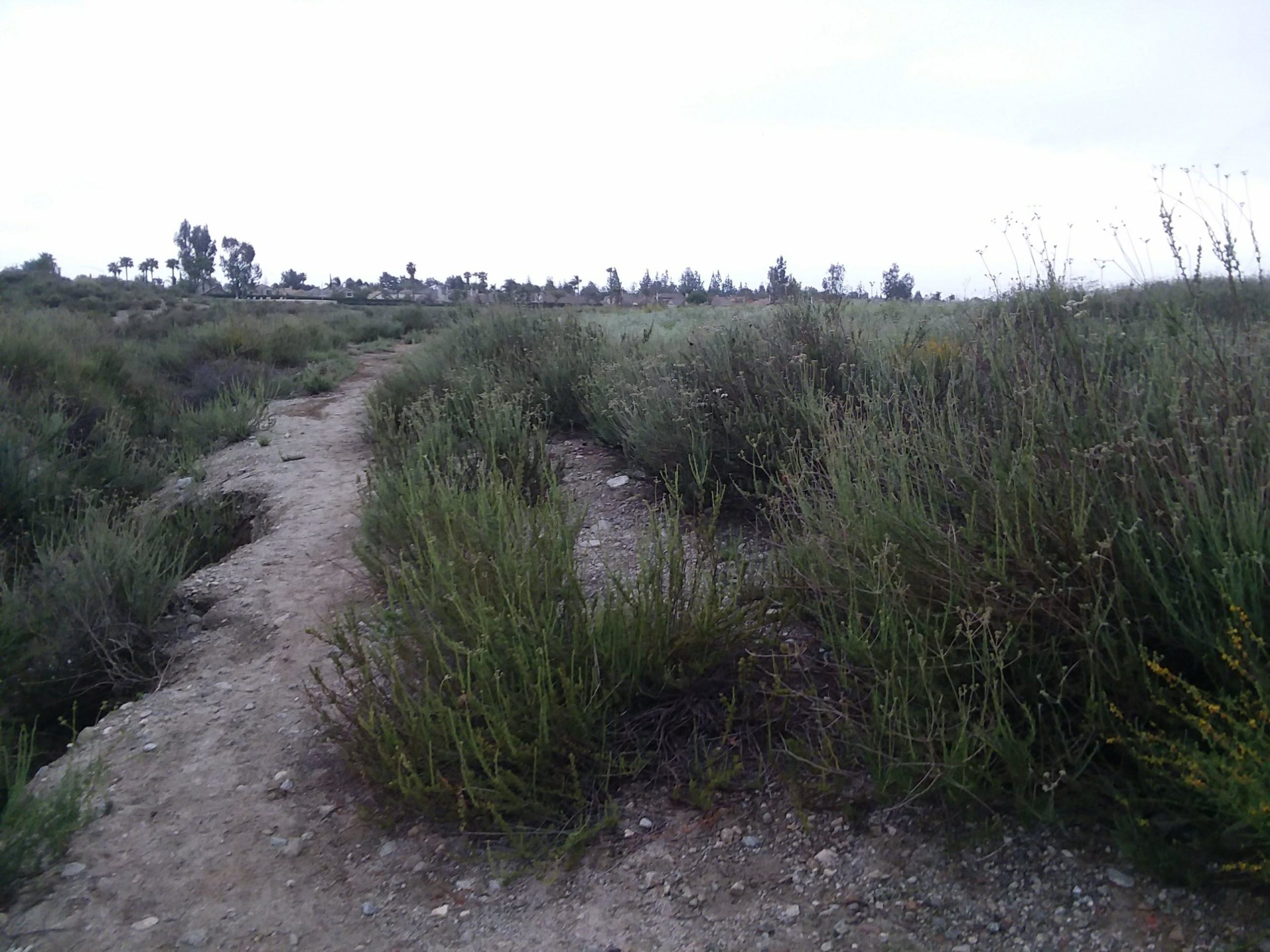 A winding dirt path running through a grassy landscape, bordered by bushes and low vegetation, under a cloudy sky. Trees can be seen in the background, suggesting a natural setting. The overall mood conveys a tranquil outdoor scene. Central Park mountain bike trail.