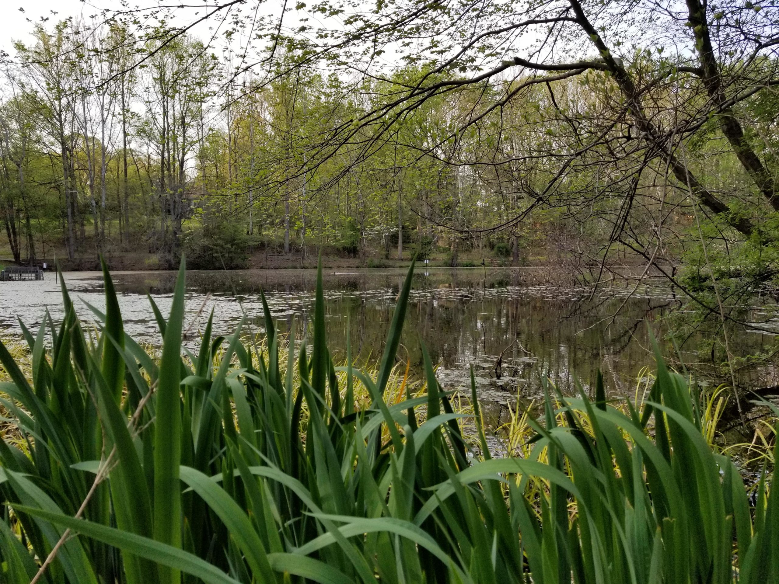 A tranquil lake surrounded by lush greenery, with tall grass and plants in the foreground. The water reflects the trees and sky, creating a serene natural scene. Muddy Branch Greenway Trail mountain bike trail.